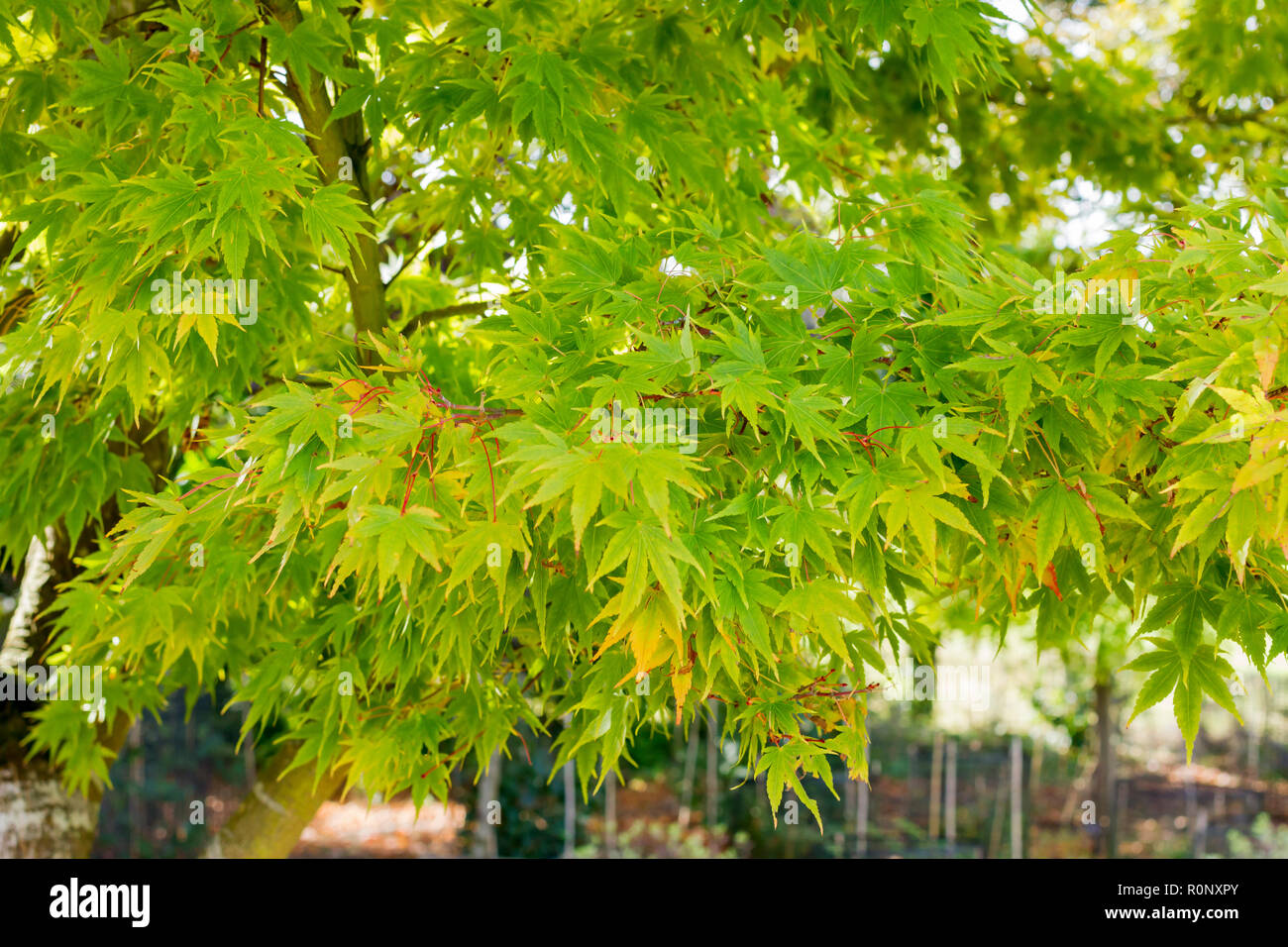 Acer palmatum, Japanischer Ahorn Baum im frühen Herbst, Vereinigtes Königreich Stockfoto