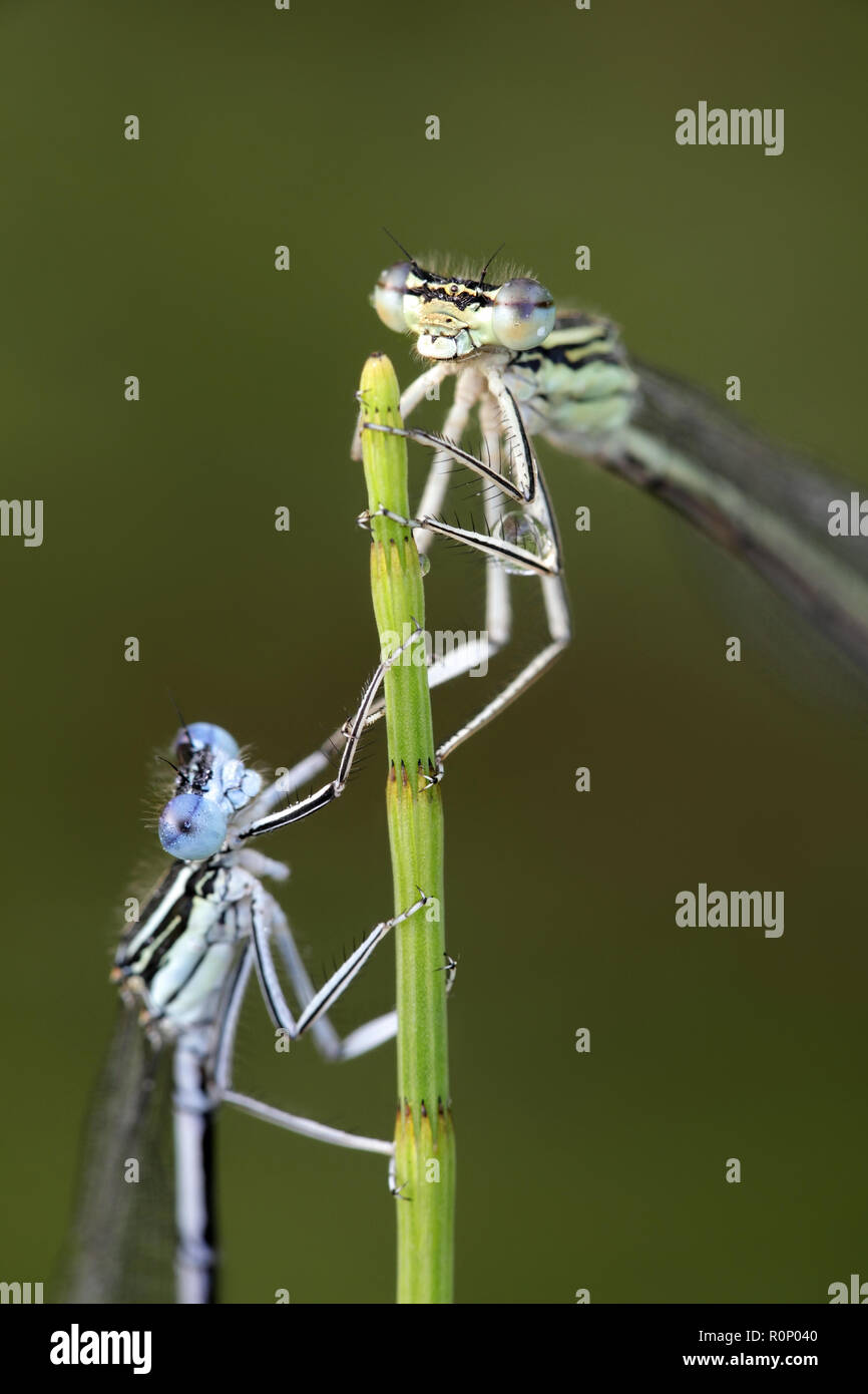 Blau featherleg, auch "white-legged damselfly, Platycnemis pennipes Stockfoto