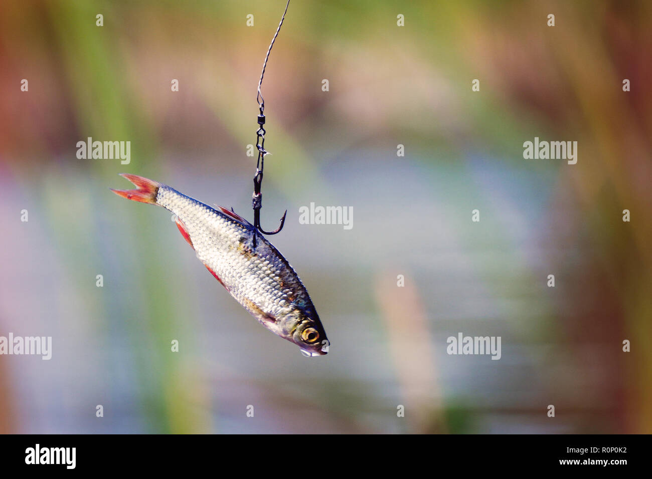 Lebende Kder fr Hecht angeln Stockfotografie - Alamy