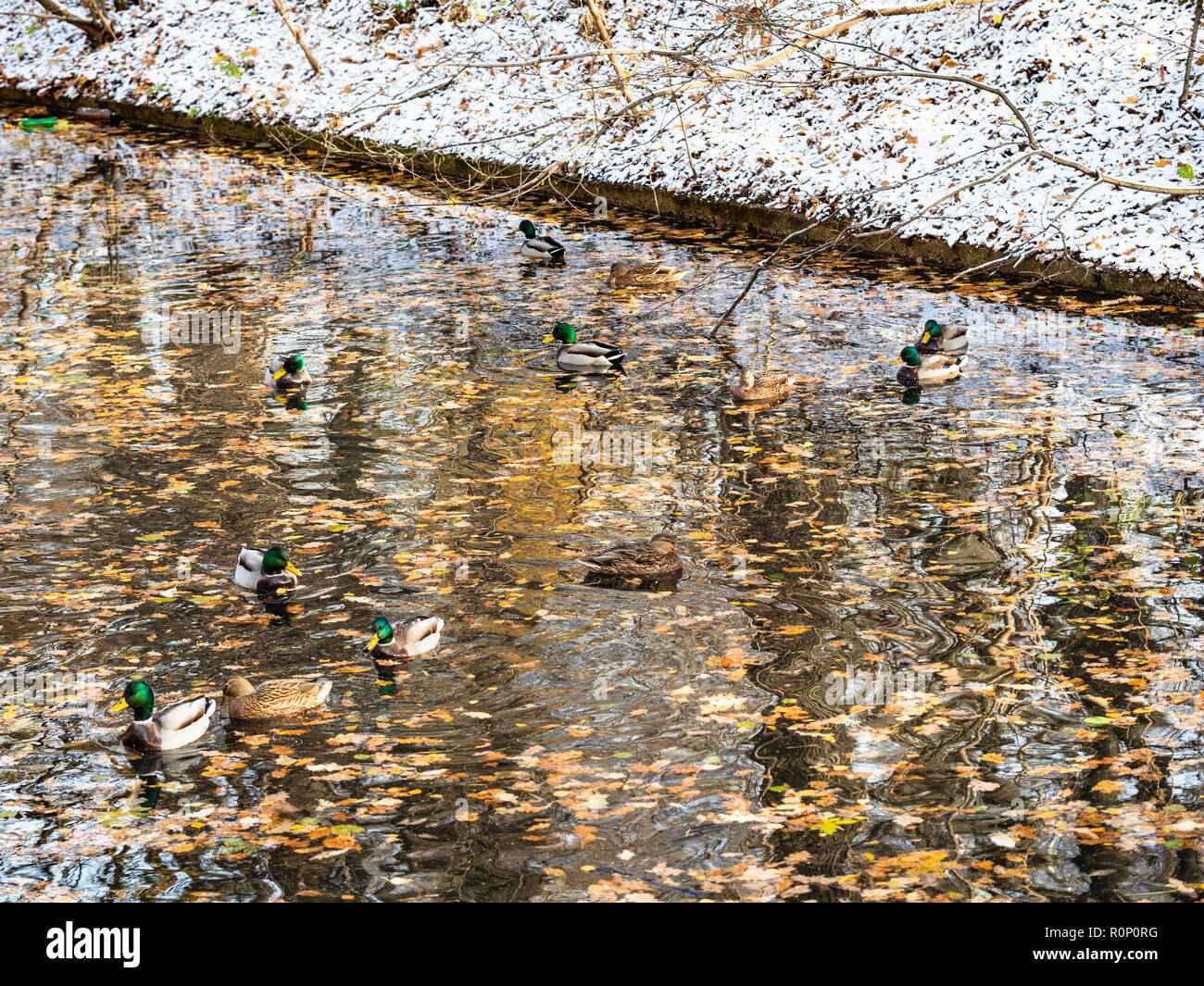 Herde von Enten schwimmen in Wald Fluss im kalten Herbst Tag Stockfoto