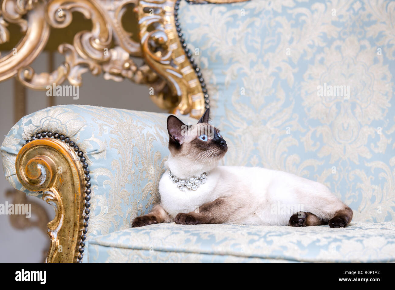 Eine Katze ohne Schwanz von Mekong Bobtail Rasse mit einem Juwel eine kostbare Halskette aus Perlen um den Hals sitzt auf einem retro Barock Stuhl in einem Roy Stockfoto