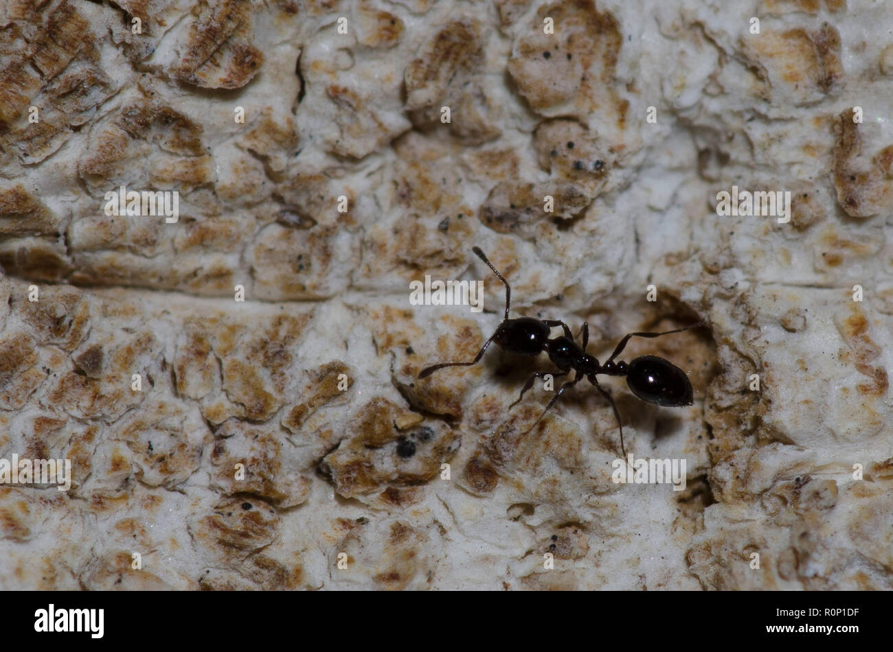 Kleine schwarze Ameise, Monomorium minimum Stockfoto
