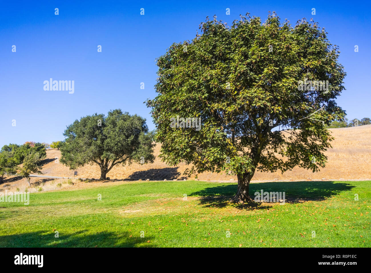 Ahorn und Eiche Bäume wachsen auf einer grünen Wiese, Palo Alto Ausläufer Park, San Francisco Bay Area, Kalifornien Stockfoto