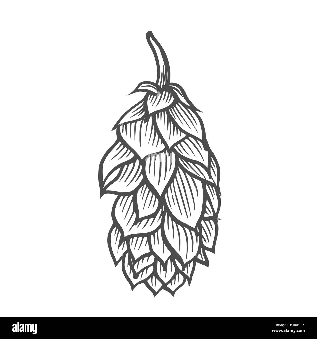 Hop Bio-kräuter-Pflanze, die in der Brauerei Bier verwendet wird. Für Etiketten und Verpackungen. Vektor eingravierten Abbildung. Hand isoliert auf Weiss nach hinten gezogen Stock Vektor