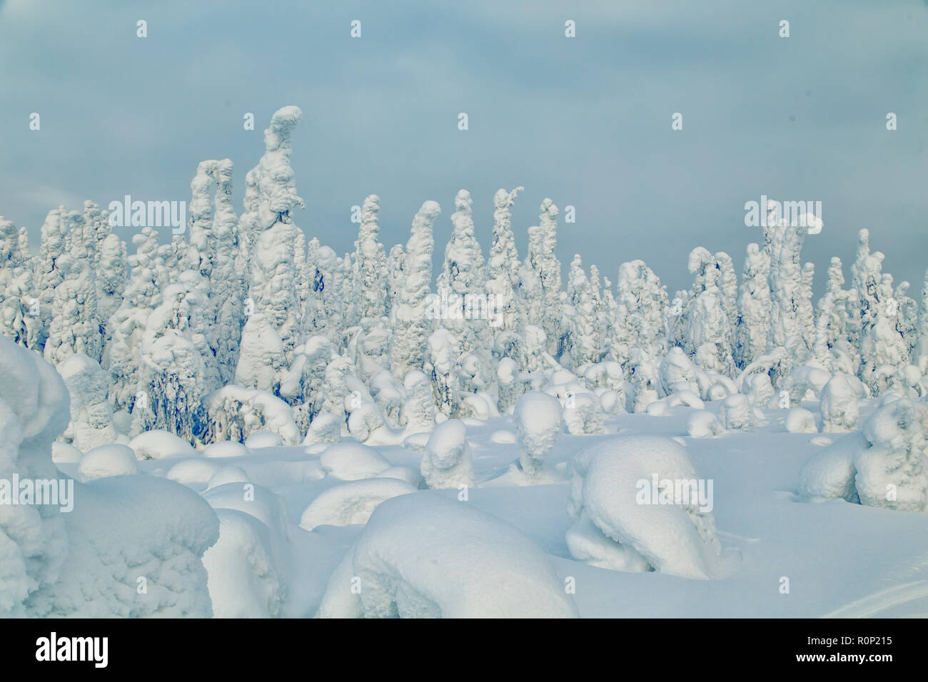 Herrliche Winterlandschaft mit Schnee bedeckten Bäumen. Norden Karelien, Russland. Stockfoto