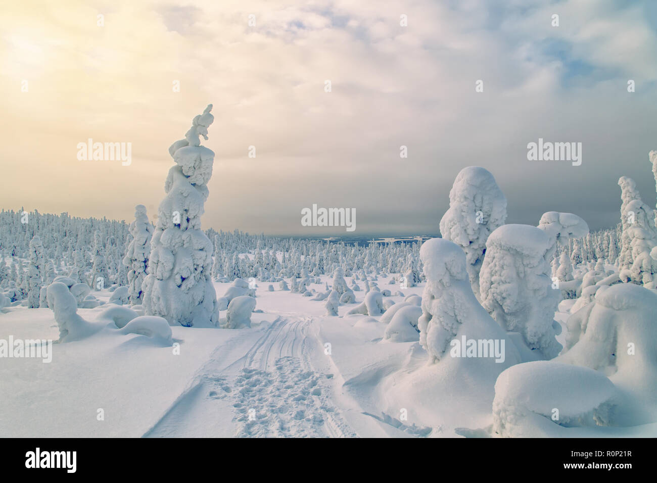 Herrliche Winterlandschaft mit Schnee bedeckten Bäumen. Norden Karelien, Russland. Stockfoto