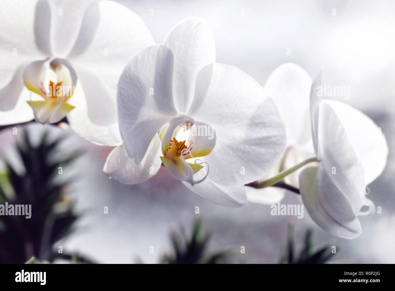 Beauty weie Orchidee Blumen fr romantische zrtliche Stimmung  Stockfotografie - Alamy