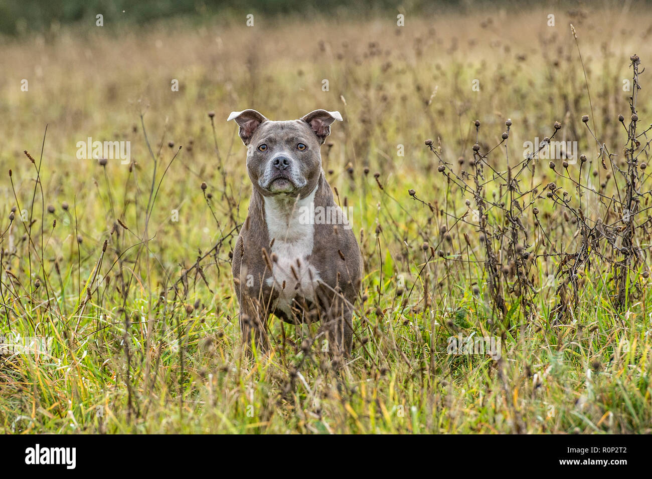 Staffordshire Bull Terrier Hund Stockfoto