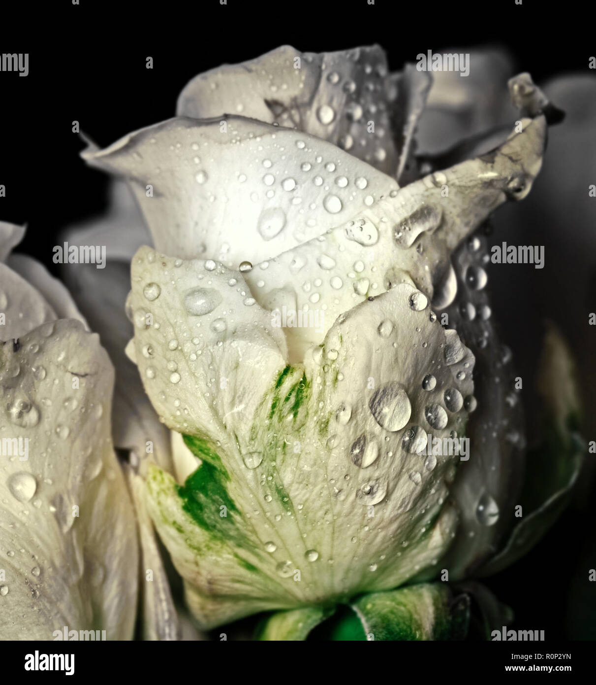 Ziemlich frische weiße Rose in Wassertropfen auf einem dunklen Hintergrund Stockfoto