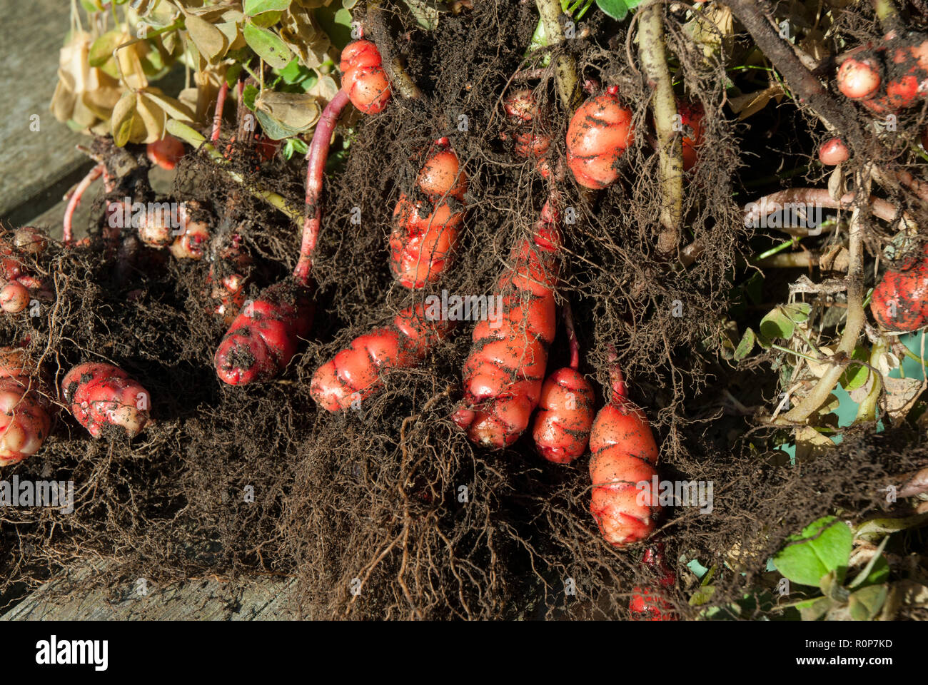 Knollen der hellen rosa/rot Neuseeland yam/oca oder Oxalis tuberosa vom  Boden mit Laub und Wurzeln geerntet wird Stockfotografie - Alamy