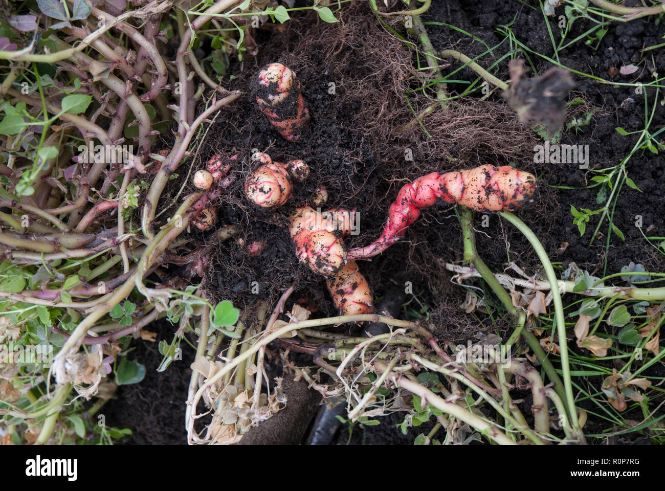 Knollen der Creme und rosa Neuseeland yam/oca oder Oxalis tuberosa vom Boden mit Laub, auf dem geerntet wird. Stockfoto