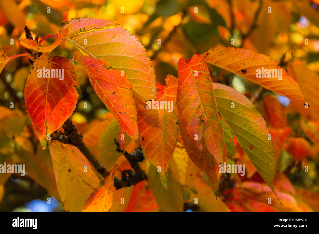 Cherry Tree Laub Blätter mit Farben des Herbstes oder Farben Stockfoto