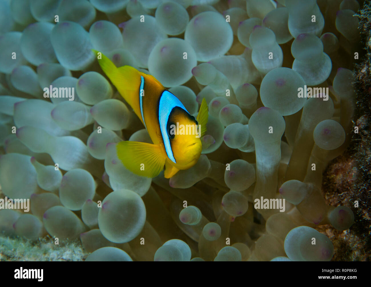 Clark's Anemonenfischen oder yellowtail Clownfisch, amphiprion clarkii,  Anemone, Hamata, Rotes Meer, Ägypten Stockfotografie - Alamy