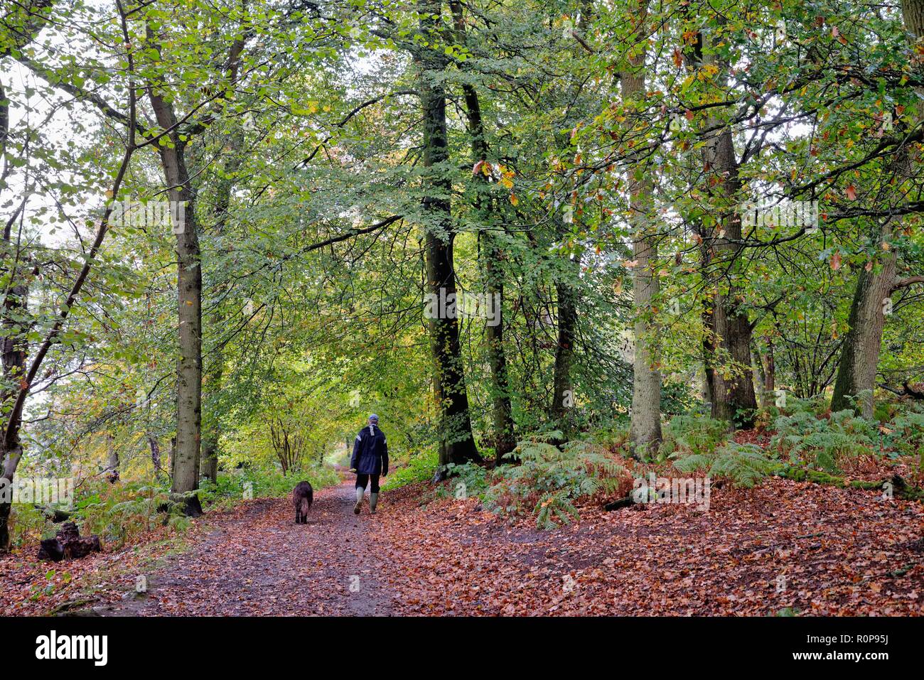 Mensch und Hund Wandern im Herbst Waldland, Abinger Roughs North Downs, in der Nähe von Dorking, Surrey Hills England Großbritannien Stockfoto