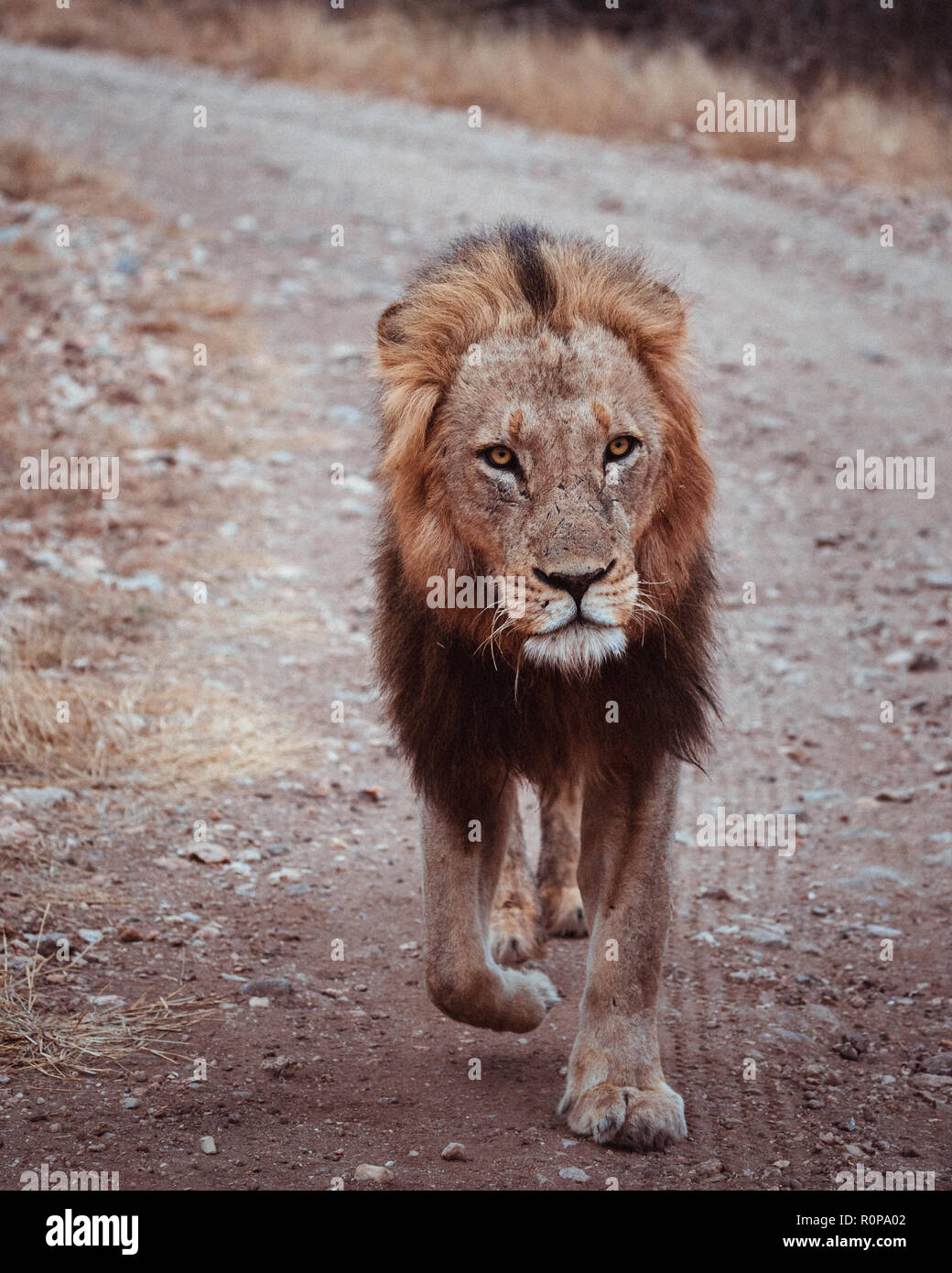Junger männlicher Löwe Stalking Raub im Krüger Nationalpark, Südafrika. Stockfoto