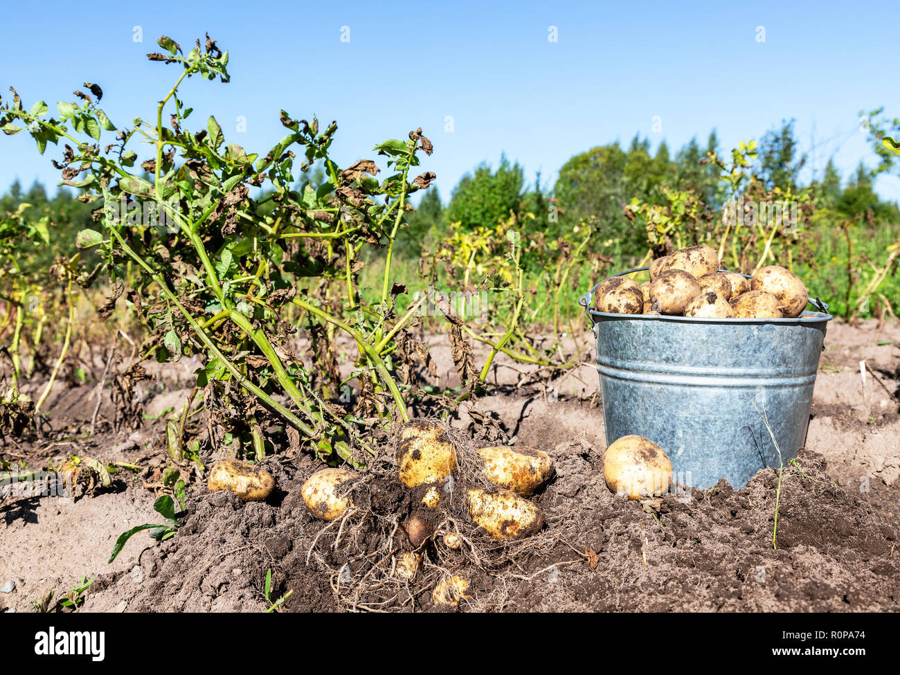 Frisch geerntete Biokartoffeln in Metall Eimer im Gemüsegarten. Ernte in der landwirtschaftlichen Produktion Business Stockfoto
