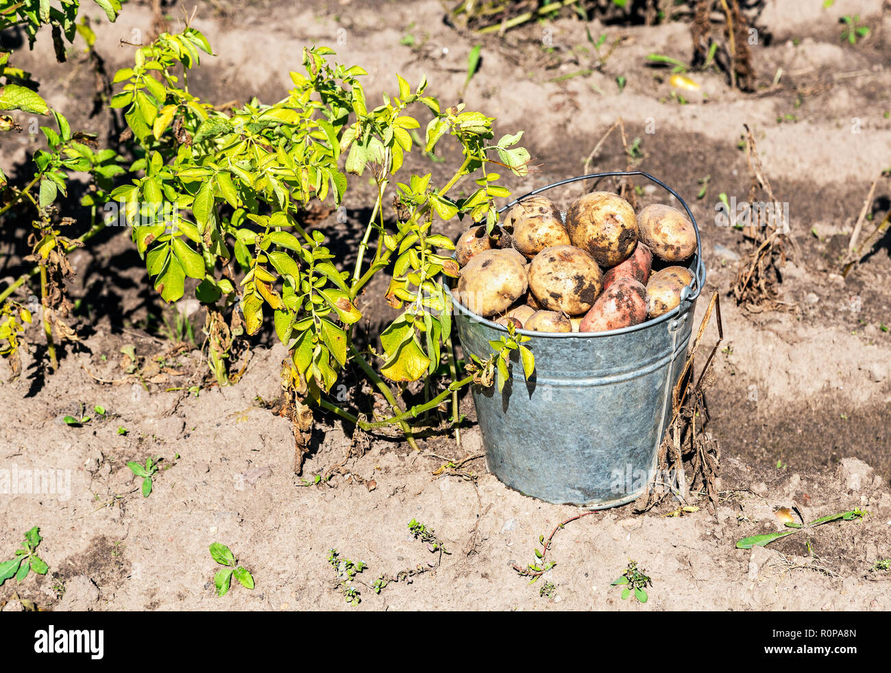 Frisch geerntete Biokartoffeln in Metall Eimer im Gemüsegarten. Ernte in der landwirtschaftlichen Produktion Business Stockfoto