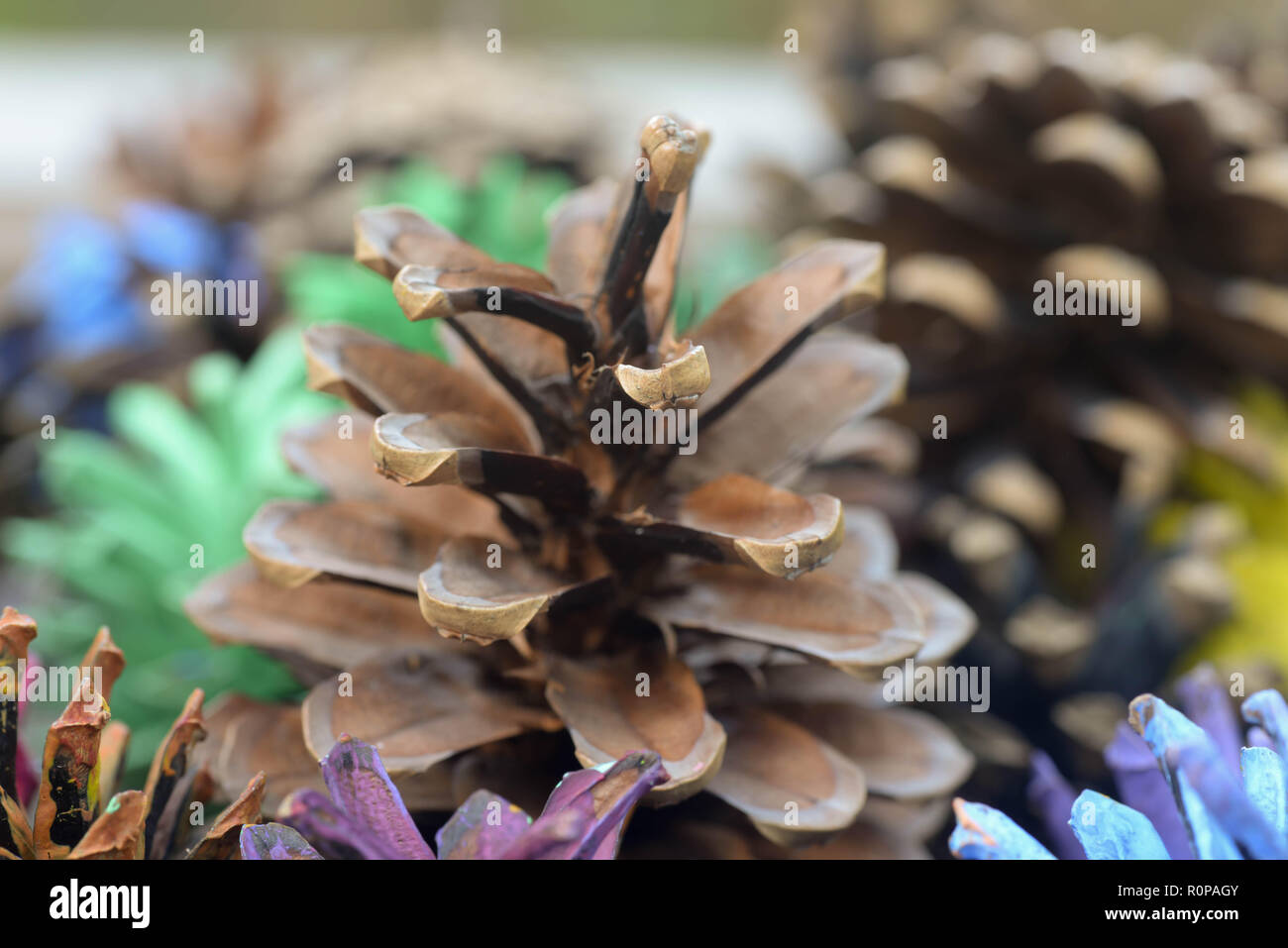 Lackierte Tannenzapfen makro Weihnachten Dekoration Stockfoto