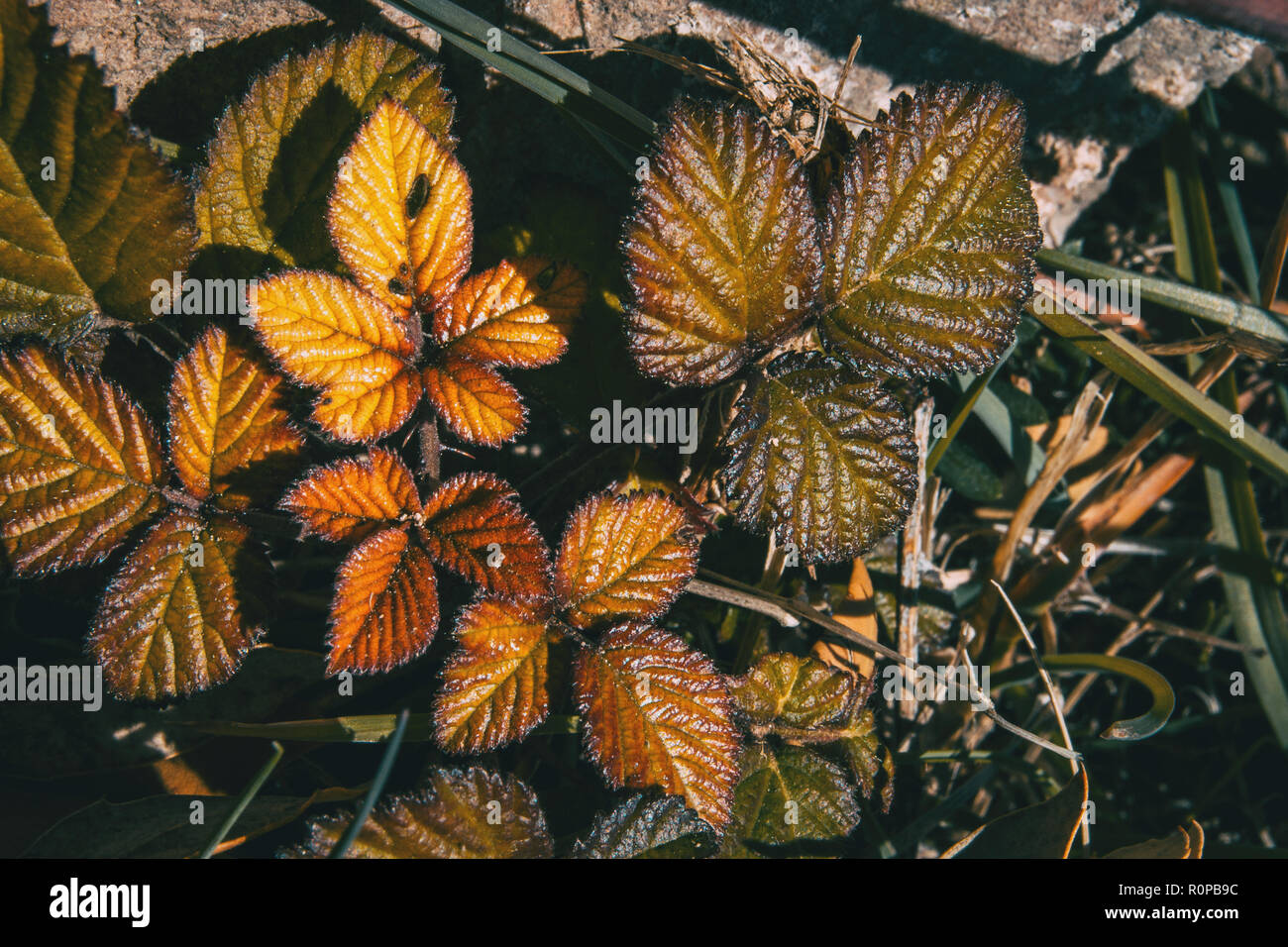 In der Nähe von Rosa rubiginosa im Winter außerhalb Stockfoto