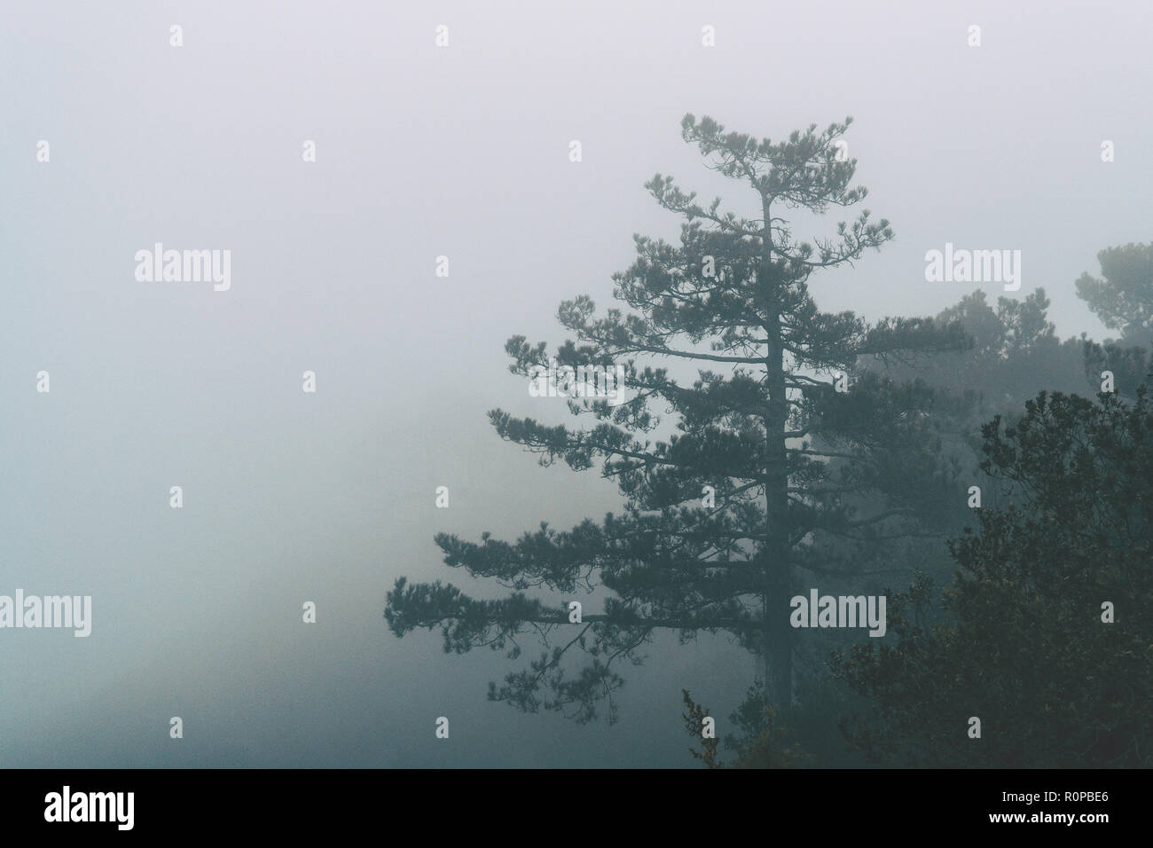 Berg Landschaft mit Bäumen am Morgen mit viel Nebel Stockfoto