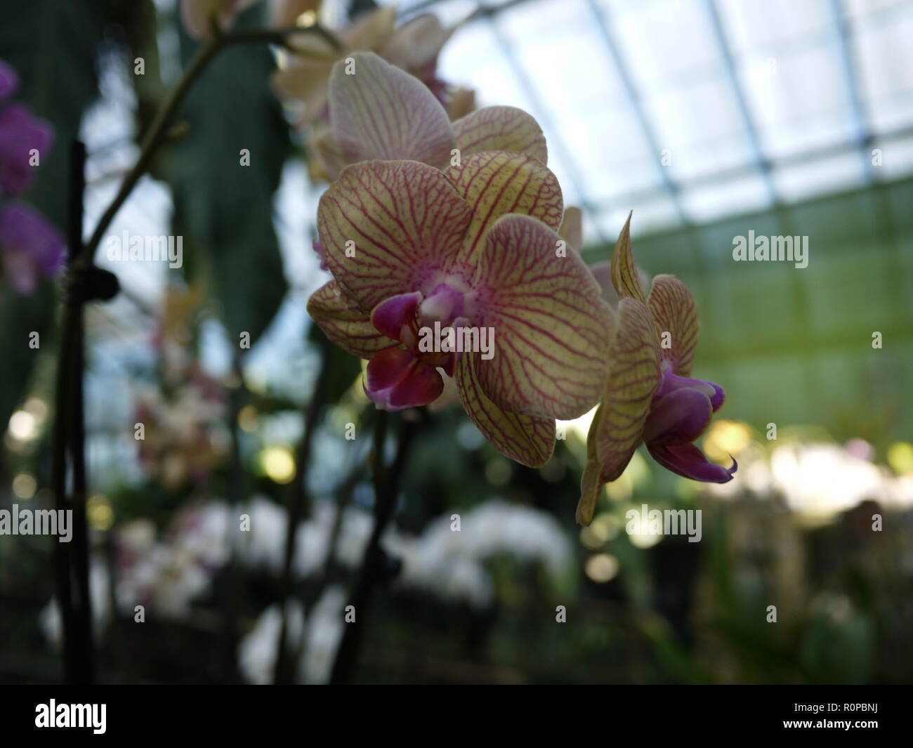 In Hot House Orchid Stockfoto