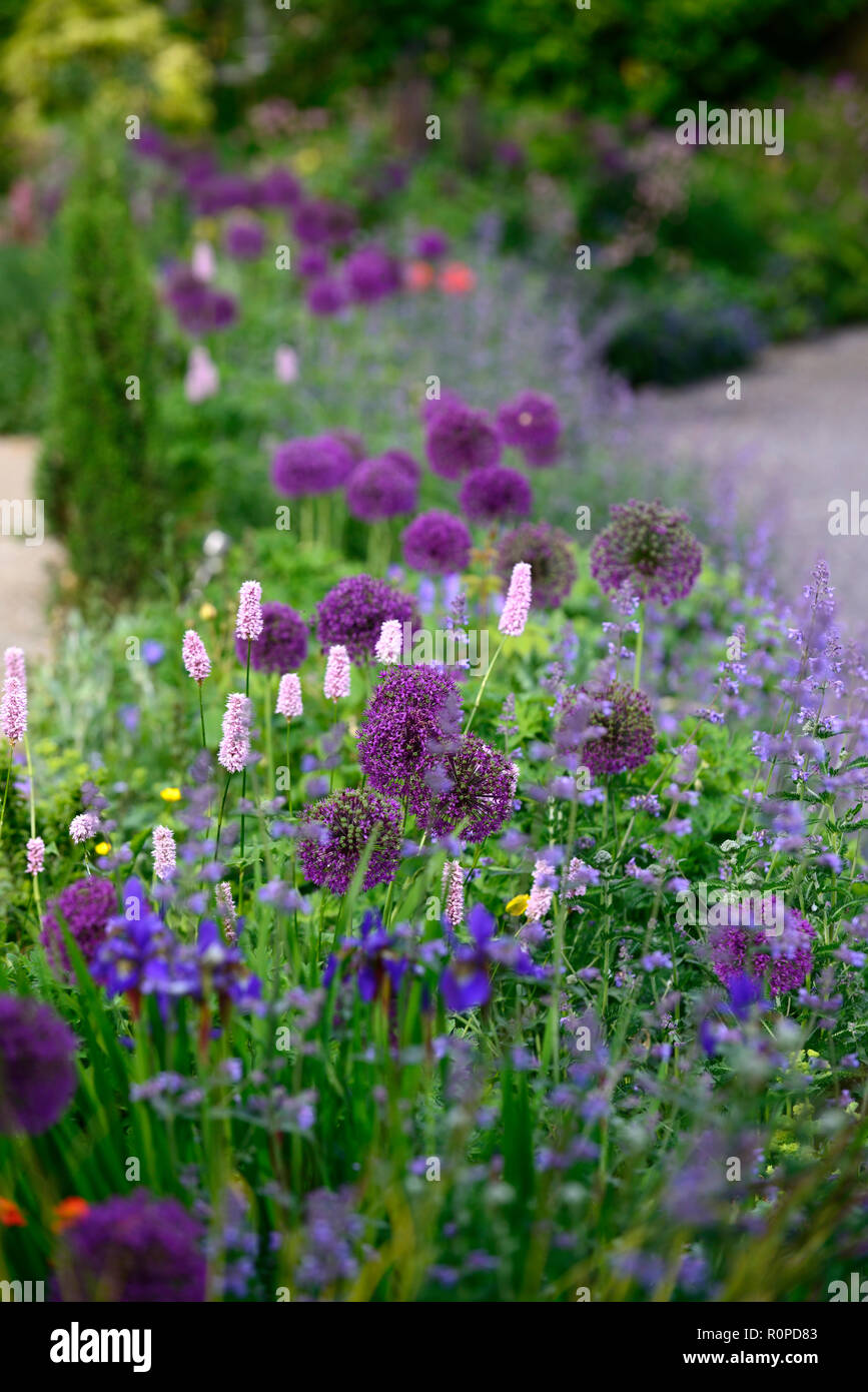 Allium purple Sensation, Nepeta Six Hills Giant, Blume, Blumen, Blüte, Mix, Gemischt, RM Floral Stockfoto