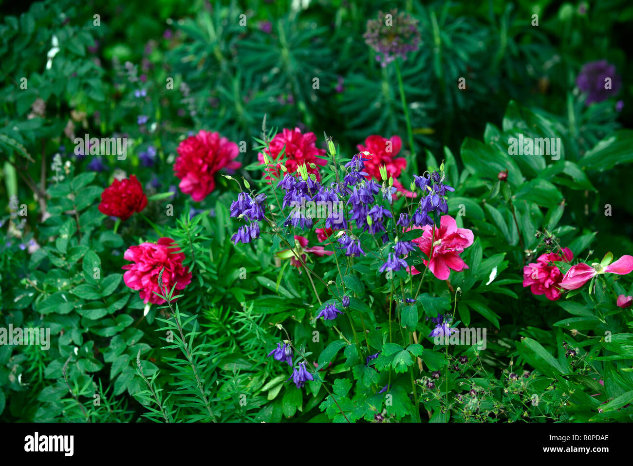 Aquilegia vulgaris, Paeonia officinalis Rubra Plena, Rot, Blau, Blume, Blumen, Blüte, Häuschen, Garten, RM Floral Stockfoto