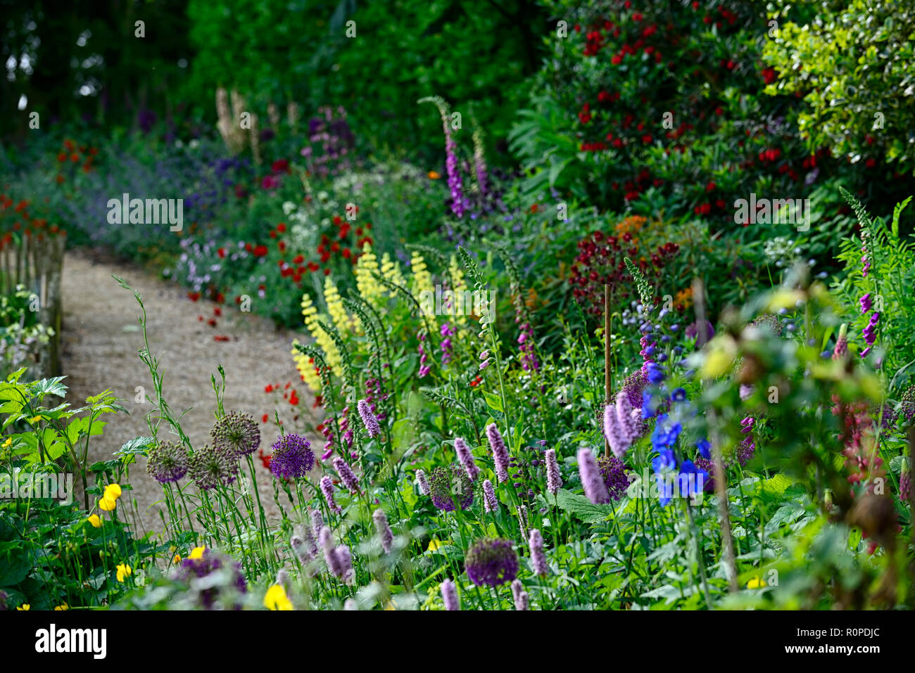 Crinodendron hookerianum, Allium purple Sensation, geum Frau J Bradshaw, Lupinus arboreus, gelb Bush Lupine, Baum, Lupine, Cottage Garden, Fingerhut, nepeta, aqu Stockfoto
