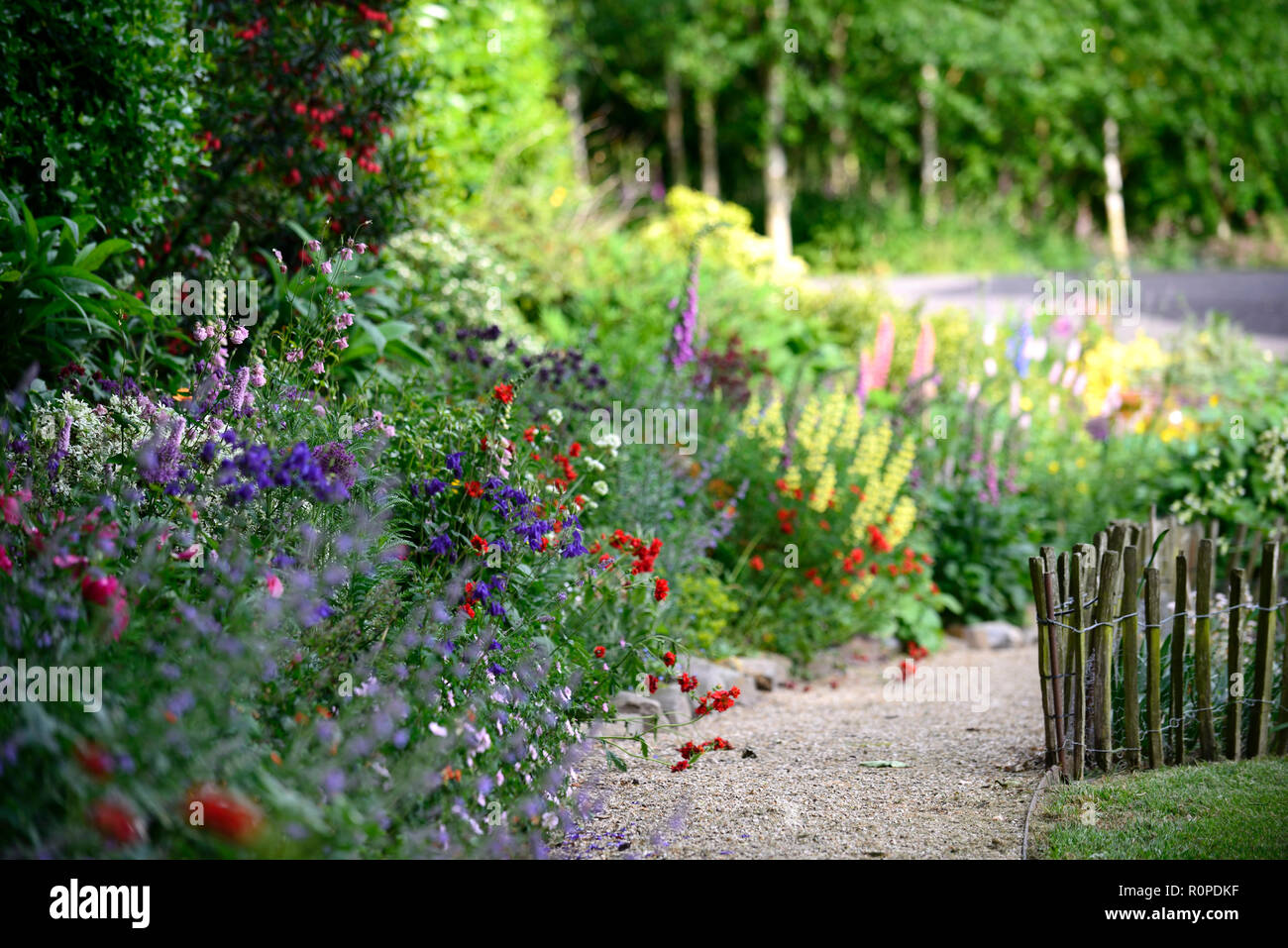 Crinodendron hookerianum, Allium purple Sensation, geum Frau J Bradshaw, Lupinus arboreus, gelb Bush Lupine, Baum, Lupine, Cottage Garden, Fingerhut, nepeta, aqu Stockfoto