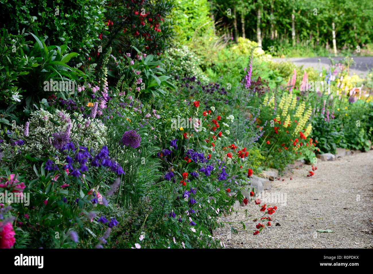 Crinodendron hookerianum, Allium purple Sensation, geum Frau J Bradshaw, Lupinus arboreus, gelb Bush Lupine, Baum, Lupine, Cottage Garden, Fingerhut, nepeta, aqu Stockfoto