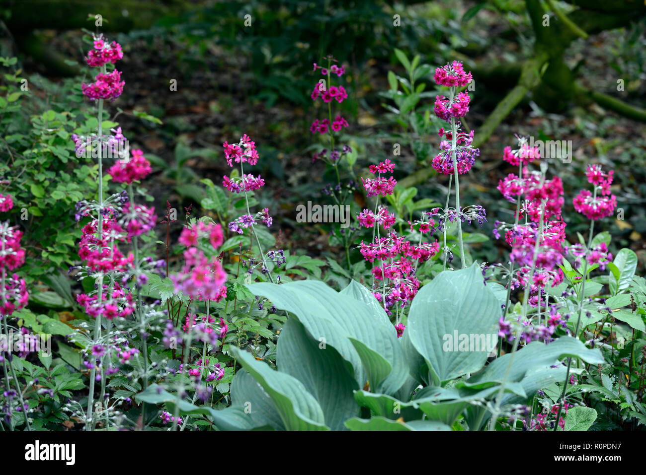 Primula japonica Millers Crimson, japanisch Primel, hosta, Blätter, Laub, Schatten, Schatten, schattigen, feuchten, sumpfigen, Wasser, liebevolle, Garten, RM Floral Stockfoto