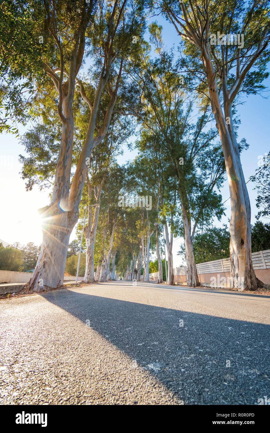 Eukalyptus Straße zum Strand in Kolymbia (Rhodos, Griechenland) Stockfoto