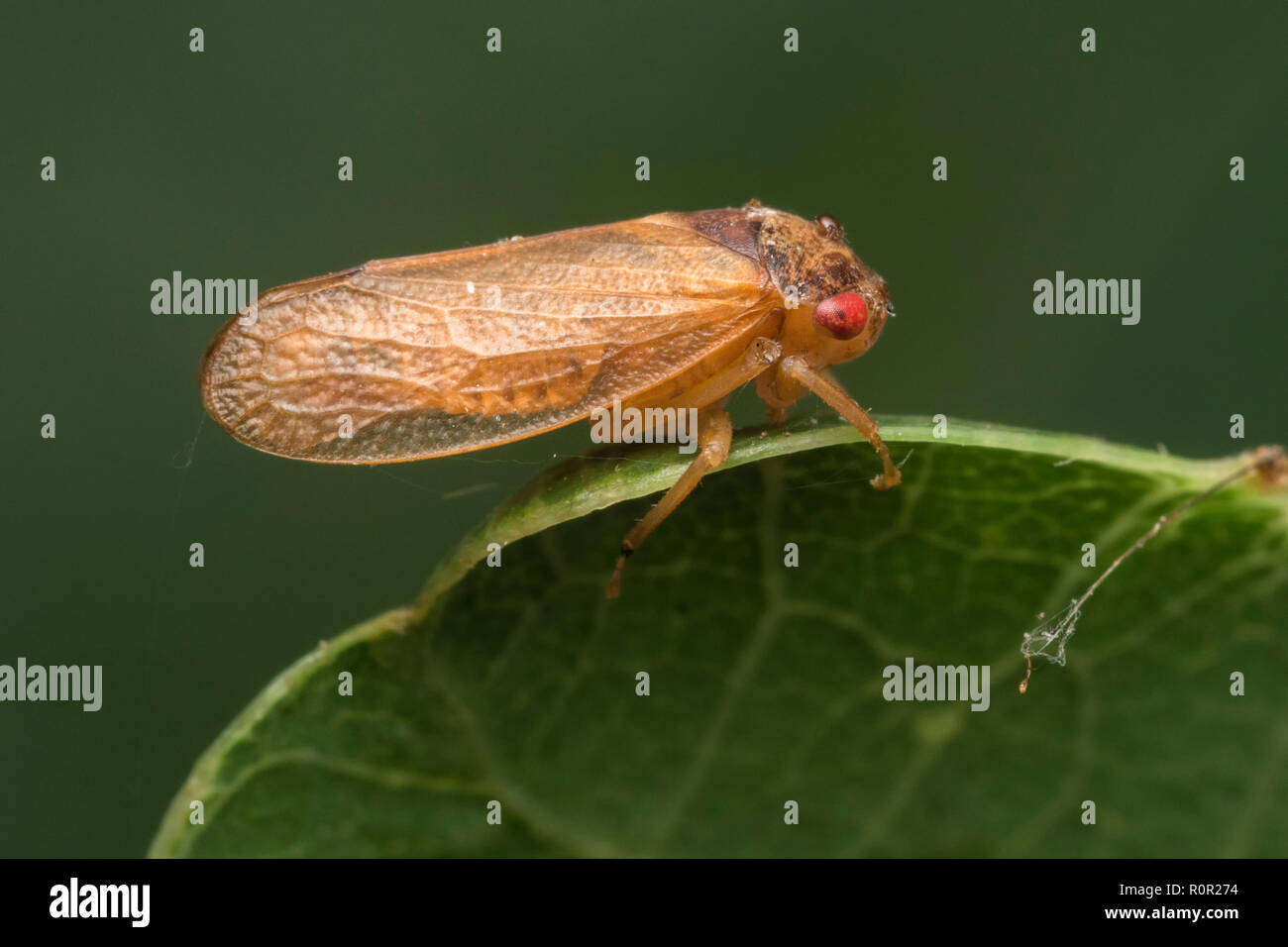 Leafhopper (Iassus lanio) am Rande von Eichenlaub thront. Tipperary, Irland Stockfoto