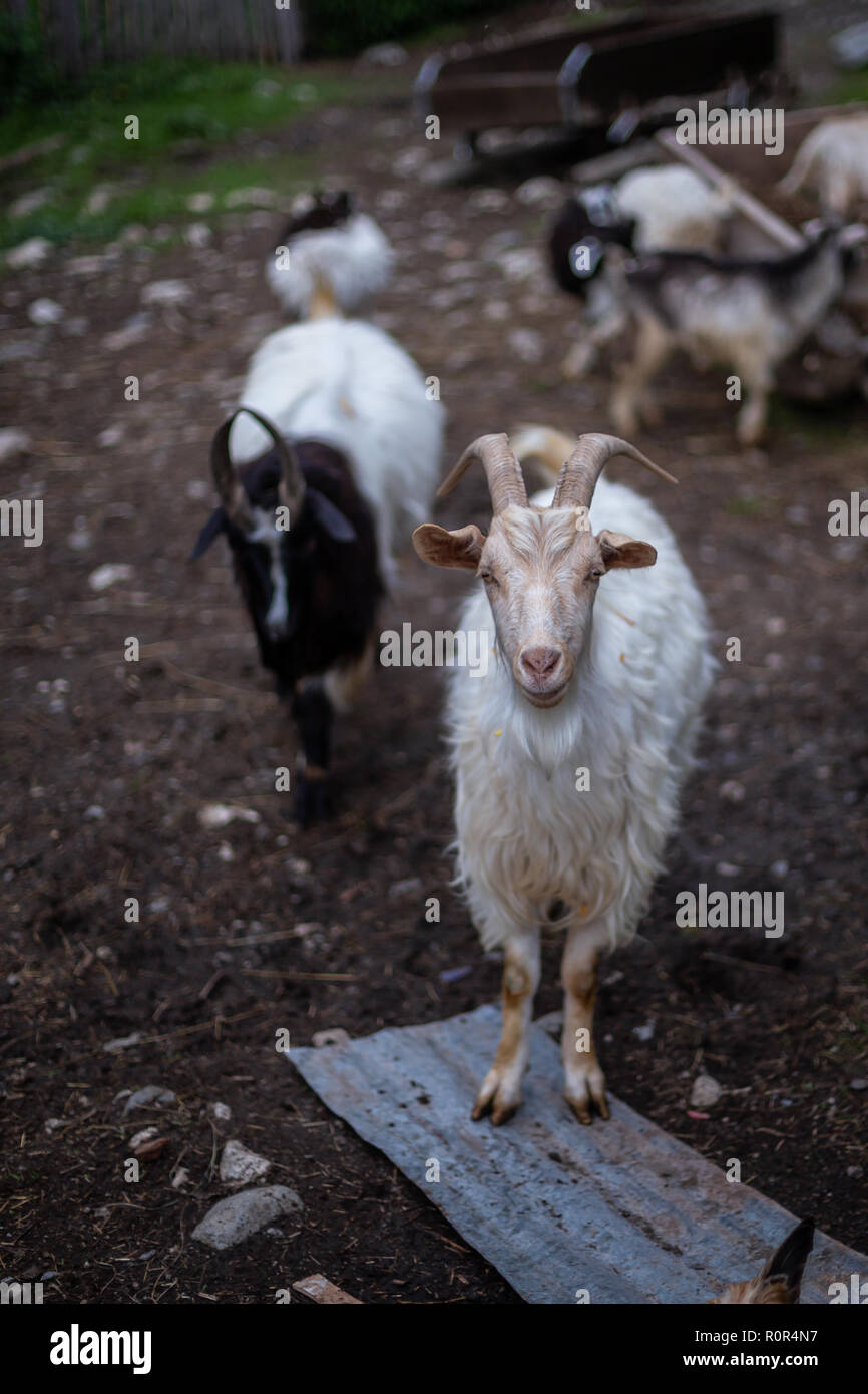 Neugierige Ziegen auf einem Bauernhof im Dorf entlang der Zhabeshi Mestia-Ushguli Wanderweg, Swaneti, Georgia. Stockfoto