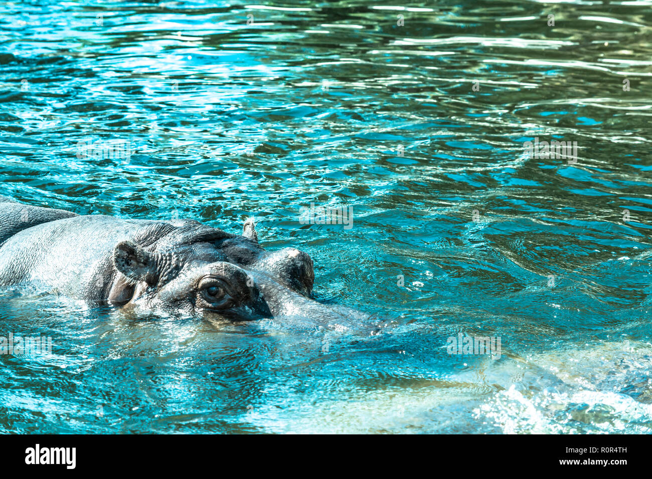 Das flusspferd (Hippopotamus Amphibius) schaut aus dem Wasser. Flusspferd badet im Fluss, den See in einer natürlichen Umgebung. Schnauze close-up. Stockfoto