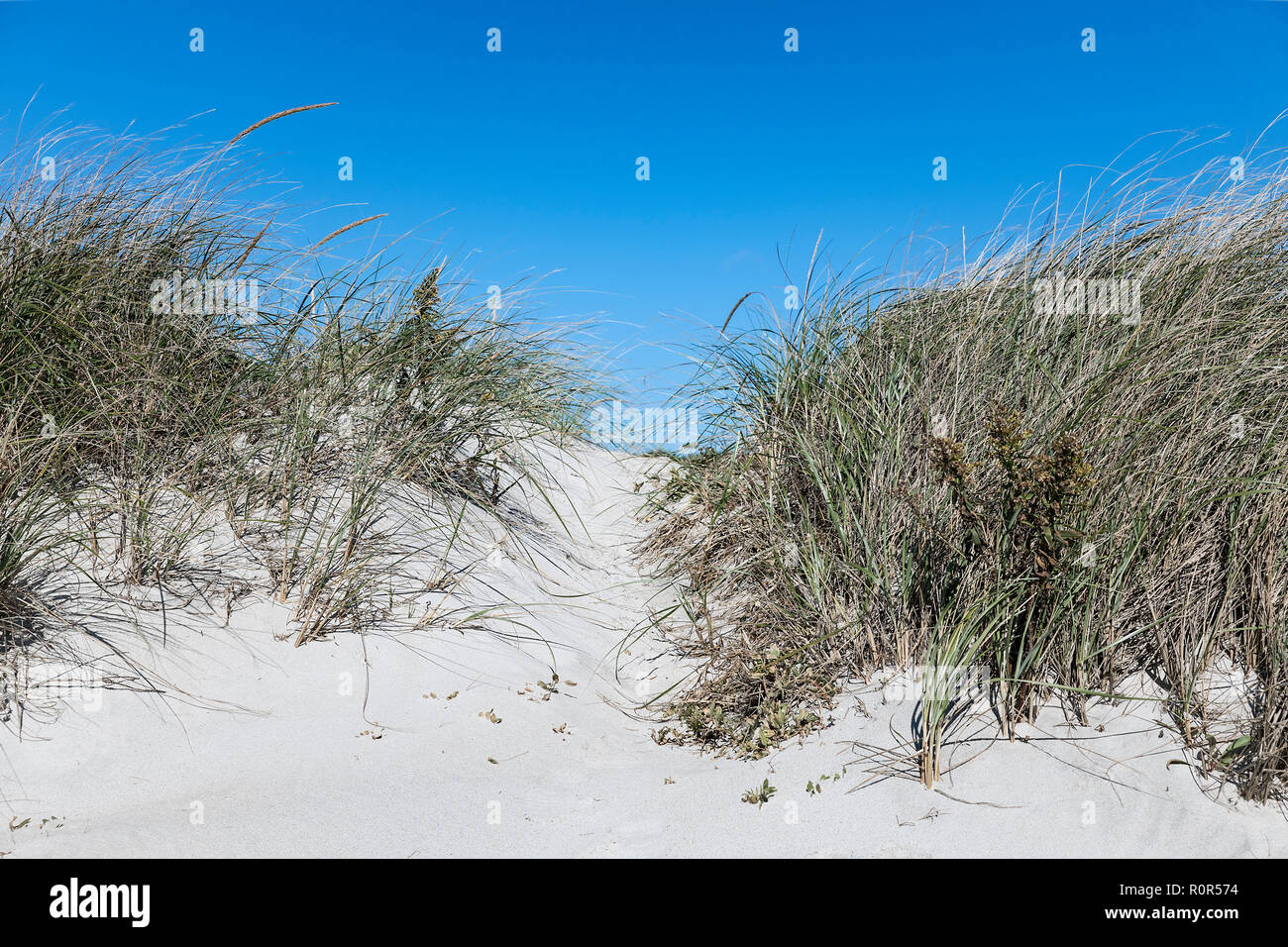 Dune weg zum Strand, West Beach, Westport, Massachusetts, USA. Stockfoto