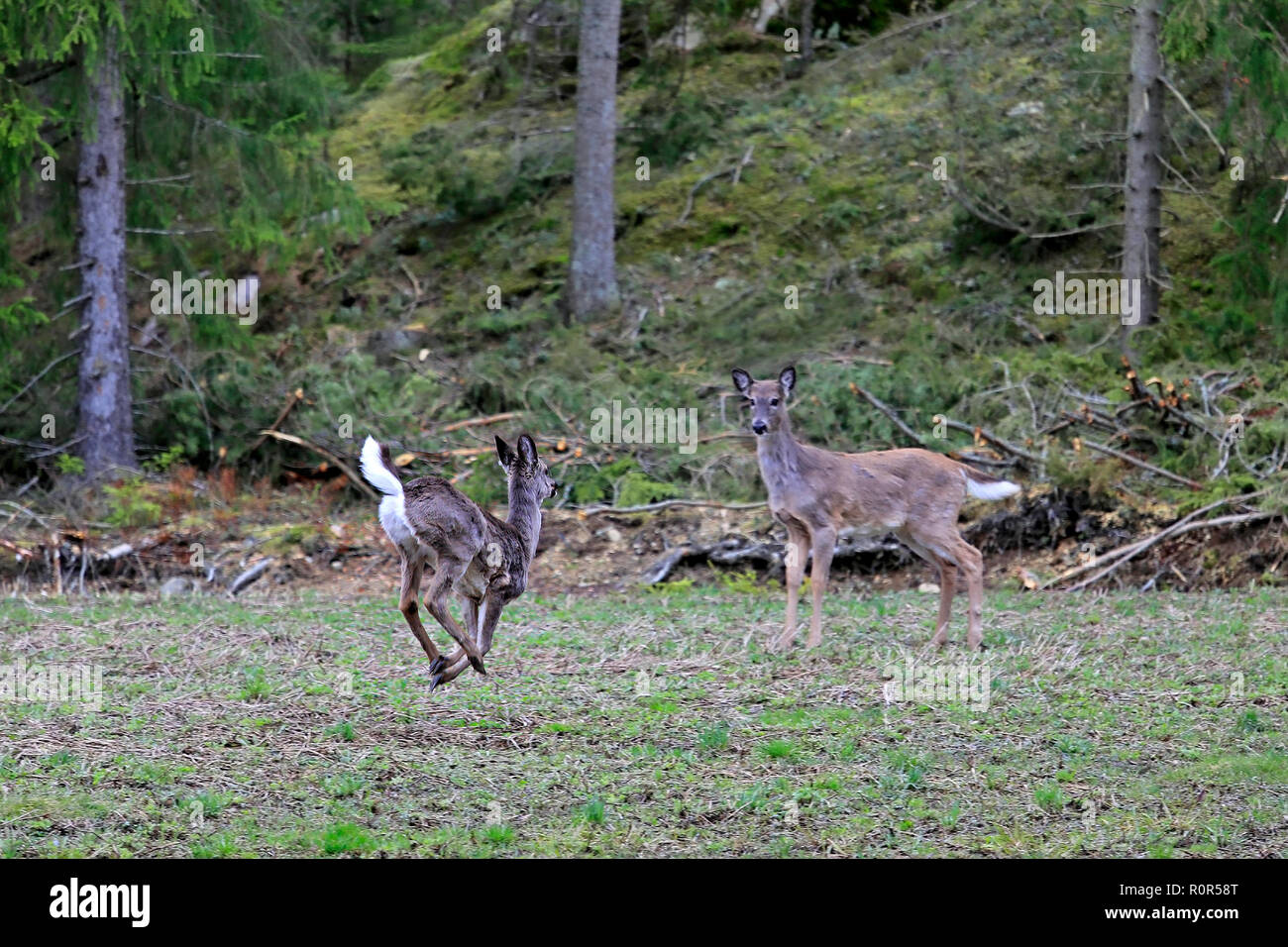 Junge White-Tailed Deer, Odocoileus virginianus, Warnmeldungen eine Rehe von erhobenen Schwanz. Rehe waren Fütterung auf Feld. Selektiver Fokus auf Laufender Hirsch. Stockfoto