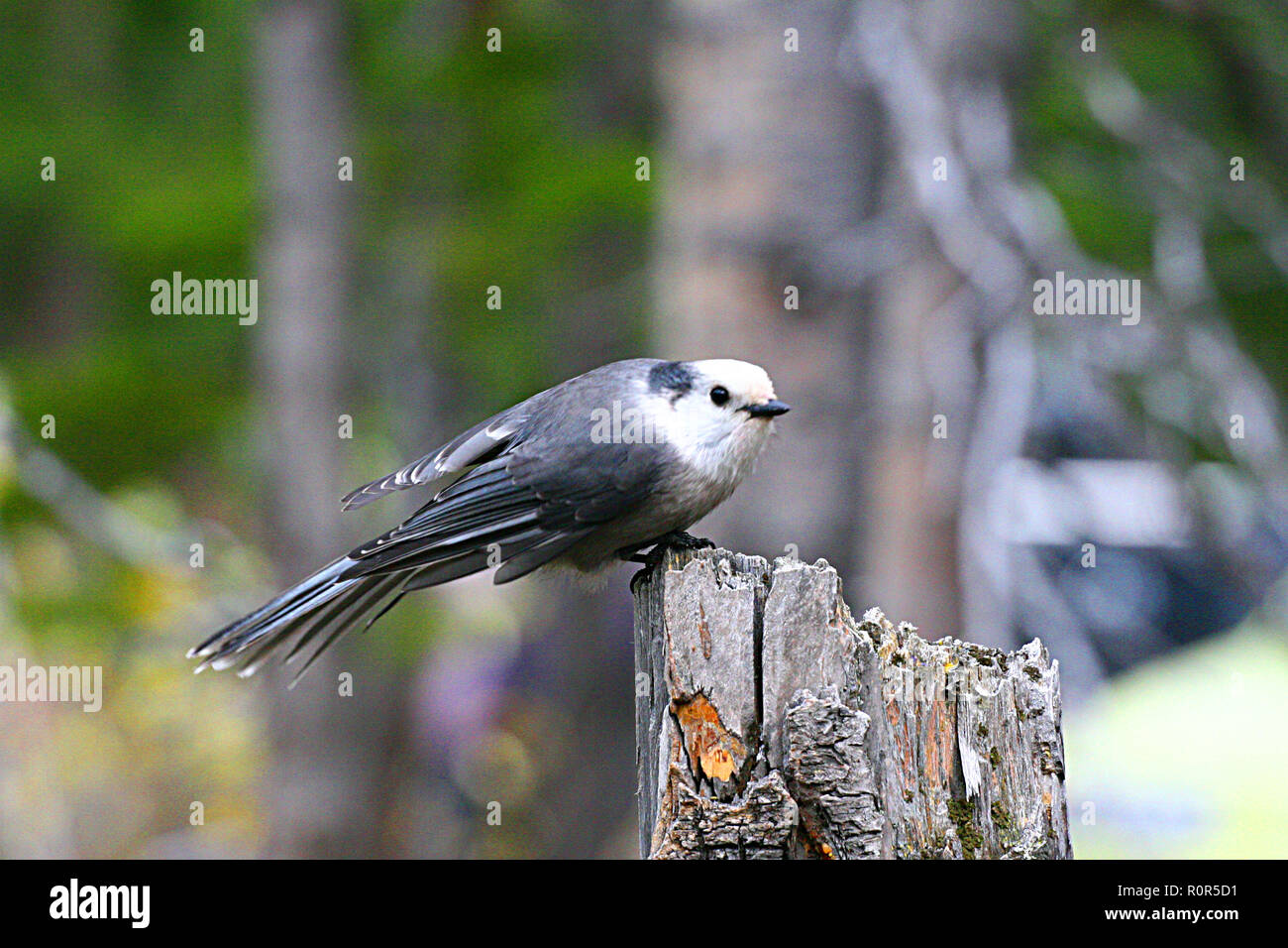 Grau JAY, perisoreus canadensis, Vögeln in Nordamerika, Stockfoto