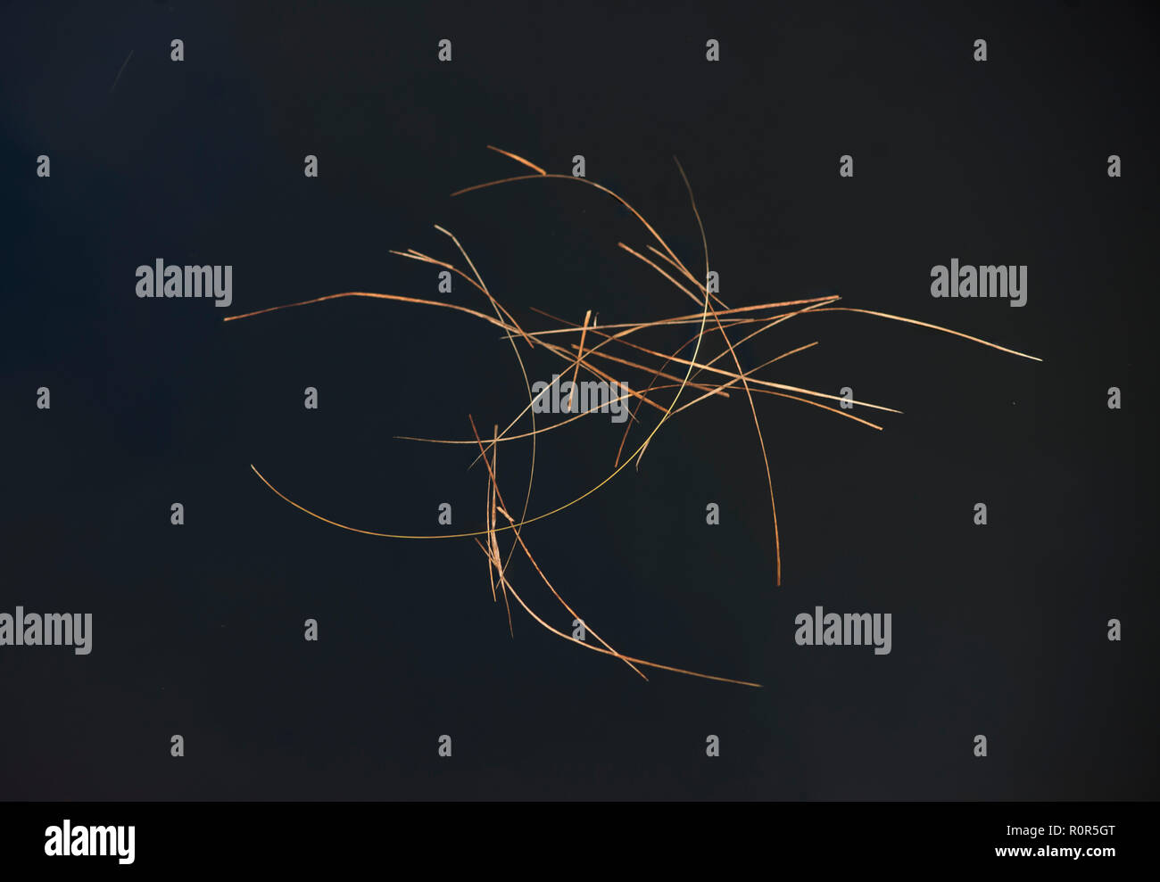 Poaceae oder Gramineae ist ein großes und fast allgegenwärtigen Familie der einkeimblättrige Pflanzen wie Gräser bekannt, die allgemein zusammenfassend Stockfoto