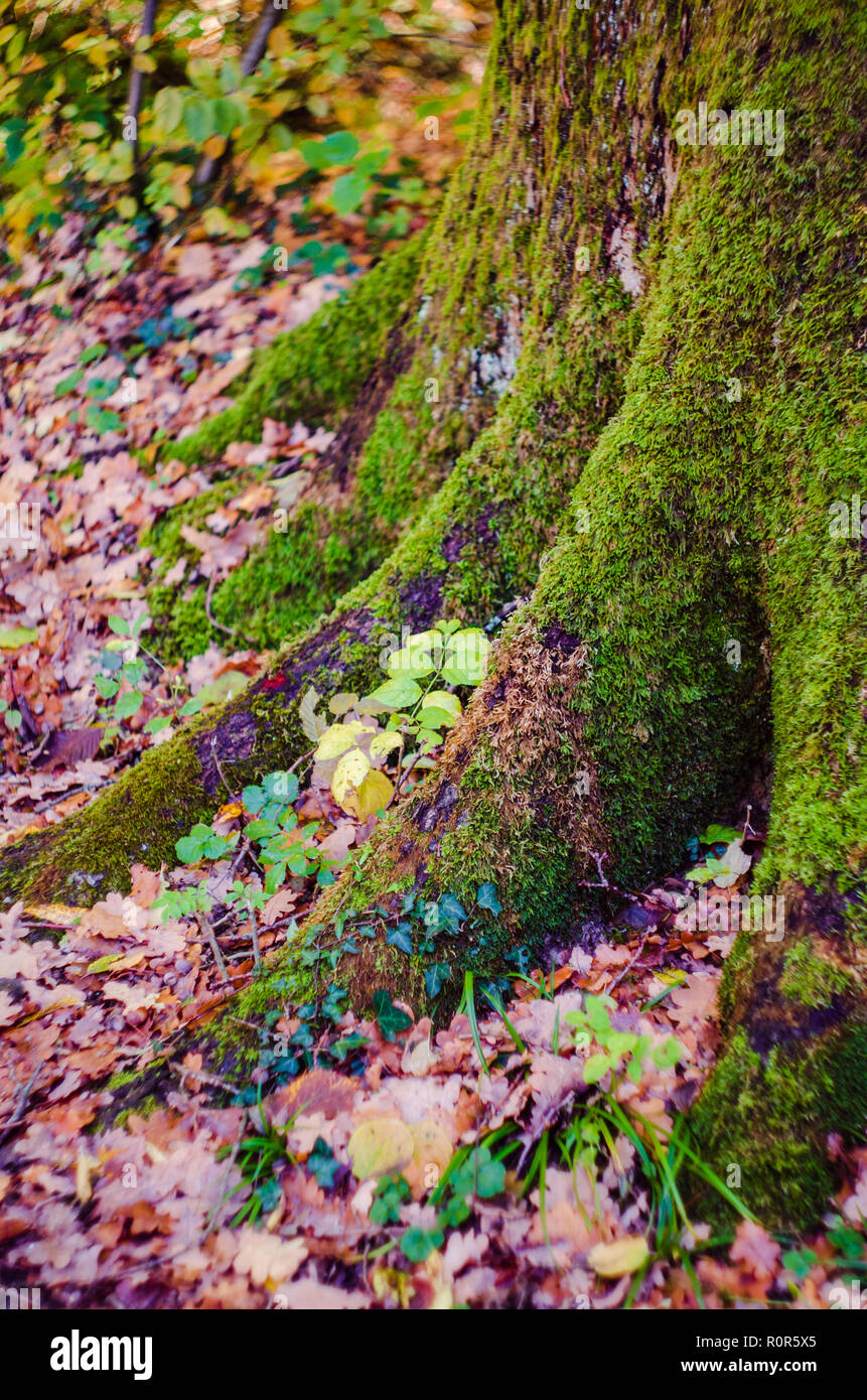 Grün bemoosten Baumstamm cluse, Herbst Laub Stockfoto