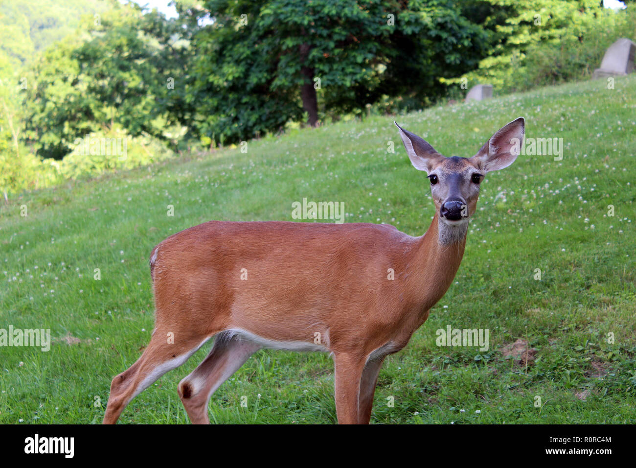 Nahaufnahme von einem Hirsch mit einem glänzenden Nase und schaut direkt in die Kamera, in einem Feld von Sommer Klee, Allegheny Cemetery, Pittsburgh, PA Stockfoto