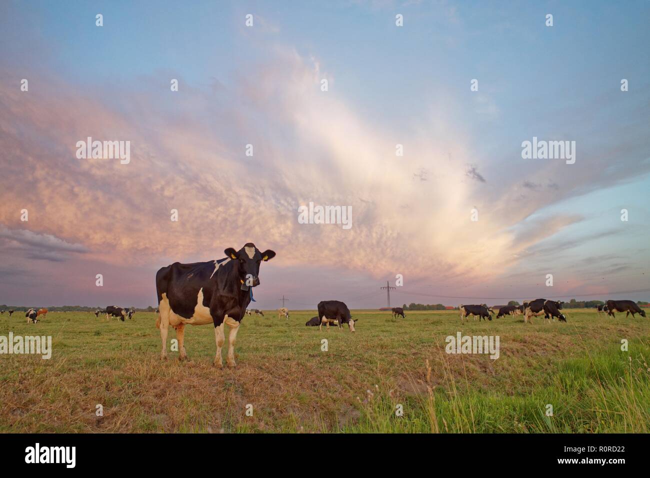 Kuh stehend in einem Feld bei Sonnenuntergang, Ostfriesland, Niedersachsen, Deutschland Stockfoto