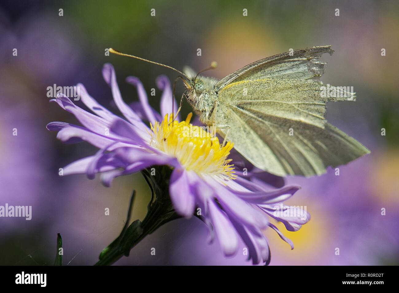 Schmetterling auf einer aster Blume, Ostfriesland, Niedersachsen, Deutschland Stockfoto