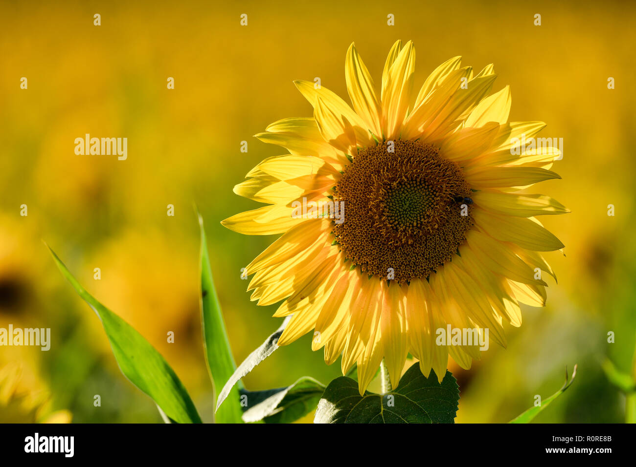 Blühende Sonnenblume (Helianthus annuus), Baden-Württemberg, Deutschland Stockfoto