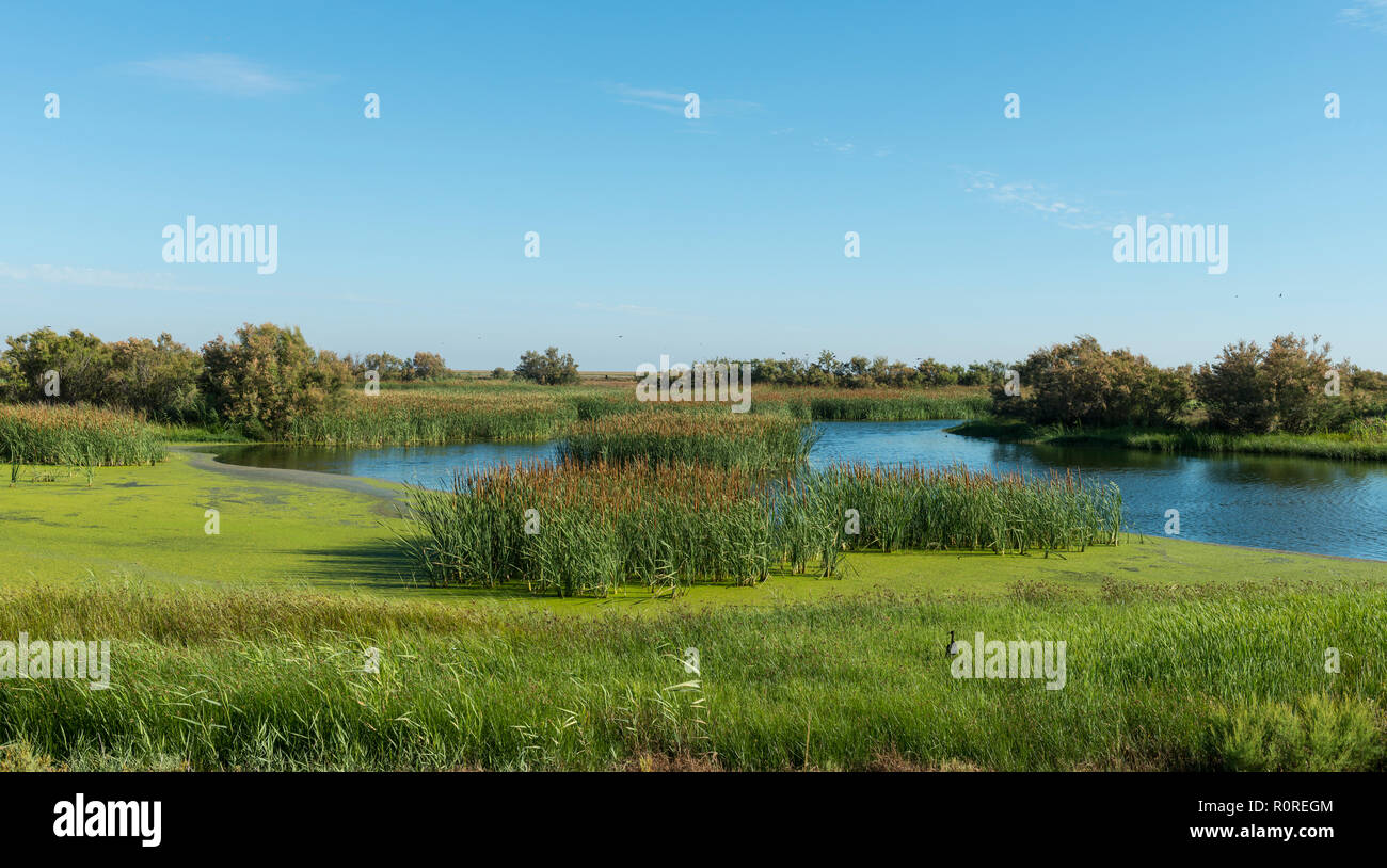 Sumpf, Nationalpark Doñana, El Rocina, Coto de Doñana Nationalpark, Provinz Huelva, Andalusien, Spanien Stockfoto