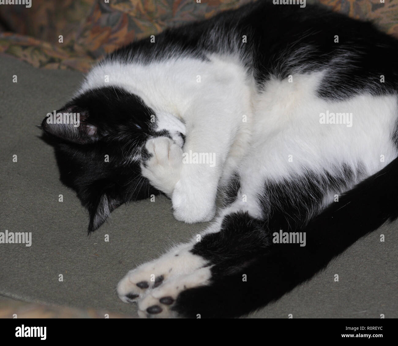 Cat deckt die Augen beim Schlafen Stockfoto