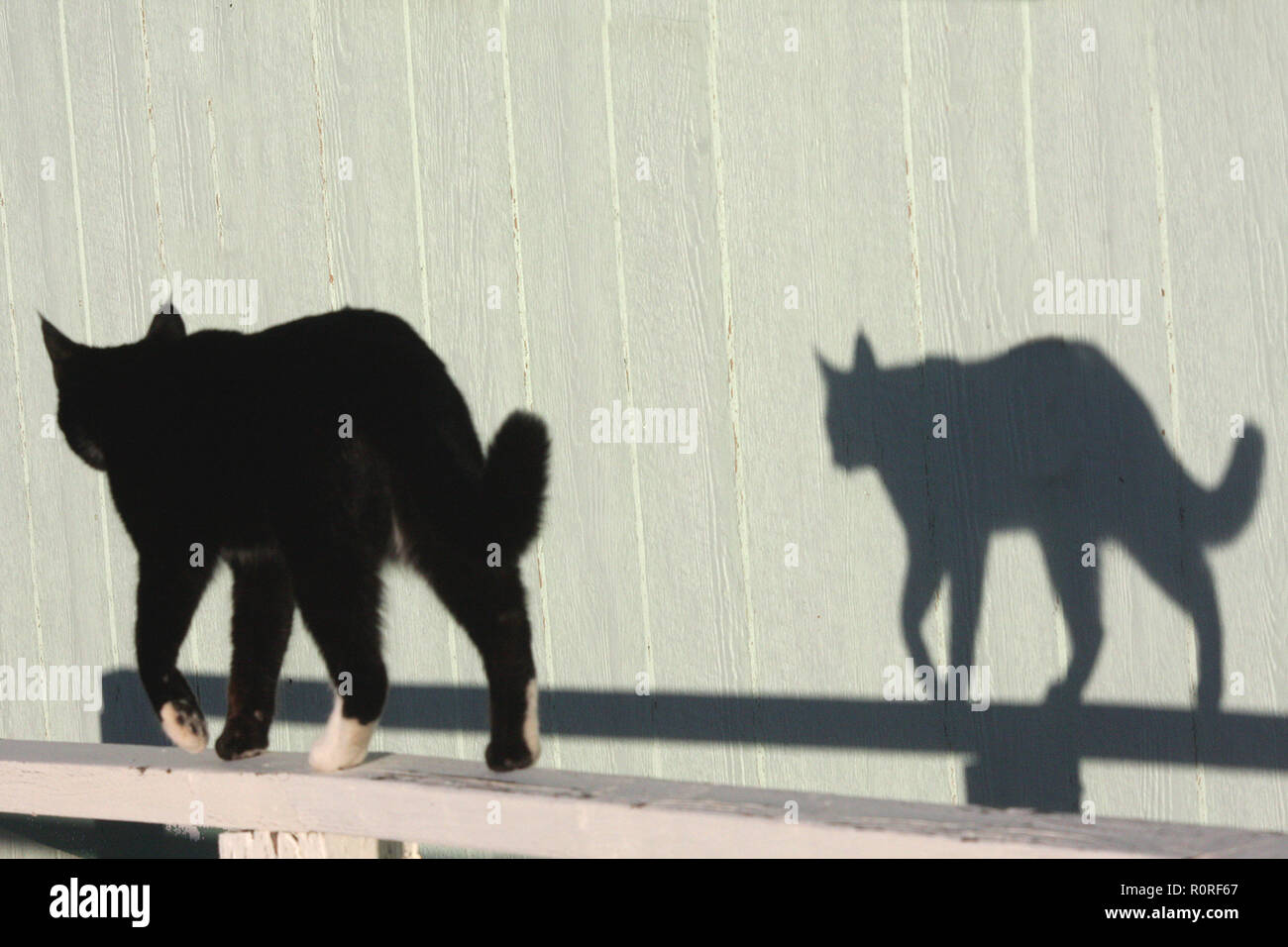 Katze weg mit Schatten Stockfoto