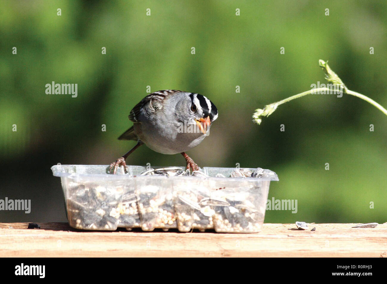 Weiß – Crowned Sparrow Stockfoto