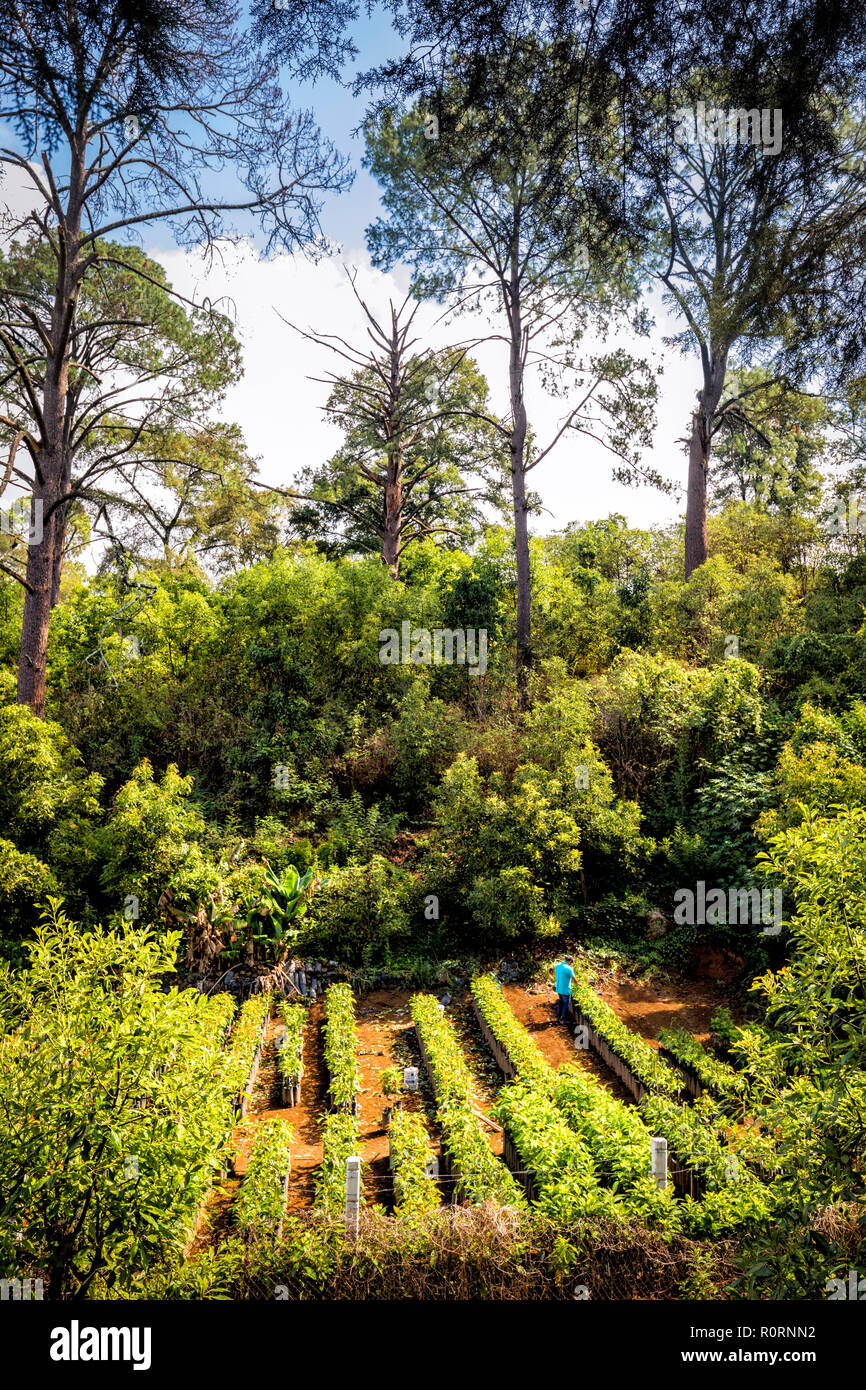 Avocado Plantage in der Nähe von Uruapan, Michoacán, Mexiko. Stockfoto