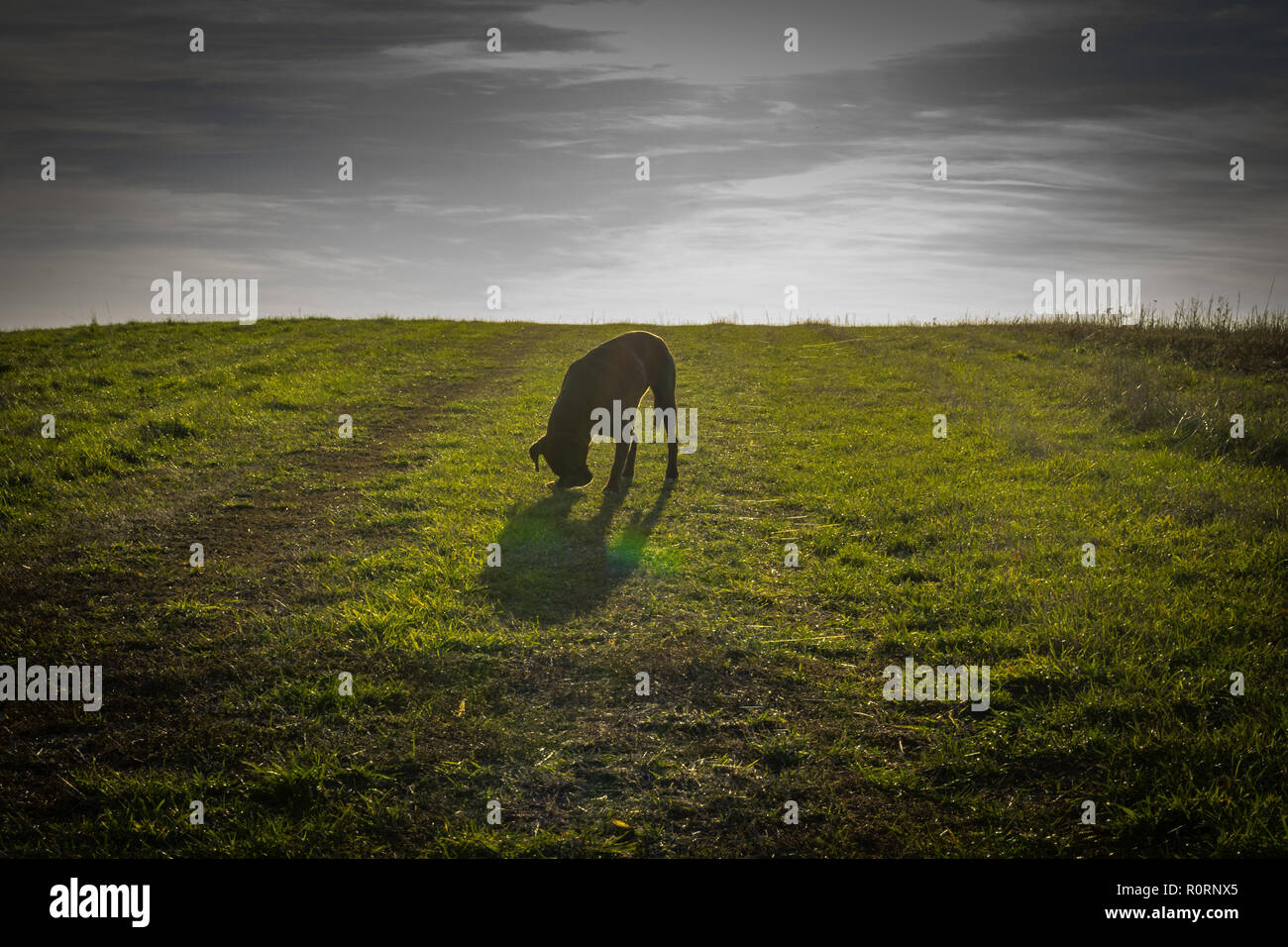 Boxer Hund auf einem grünen Feld Stockfoto